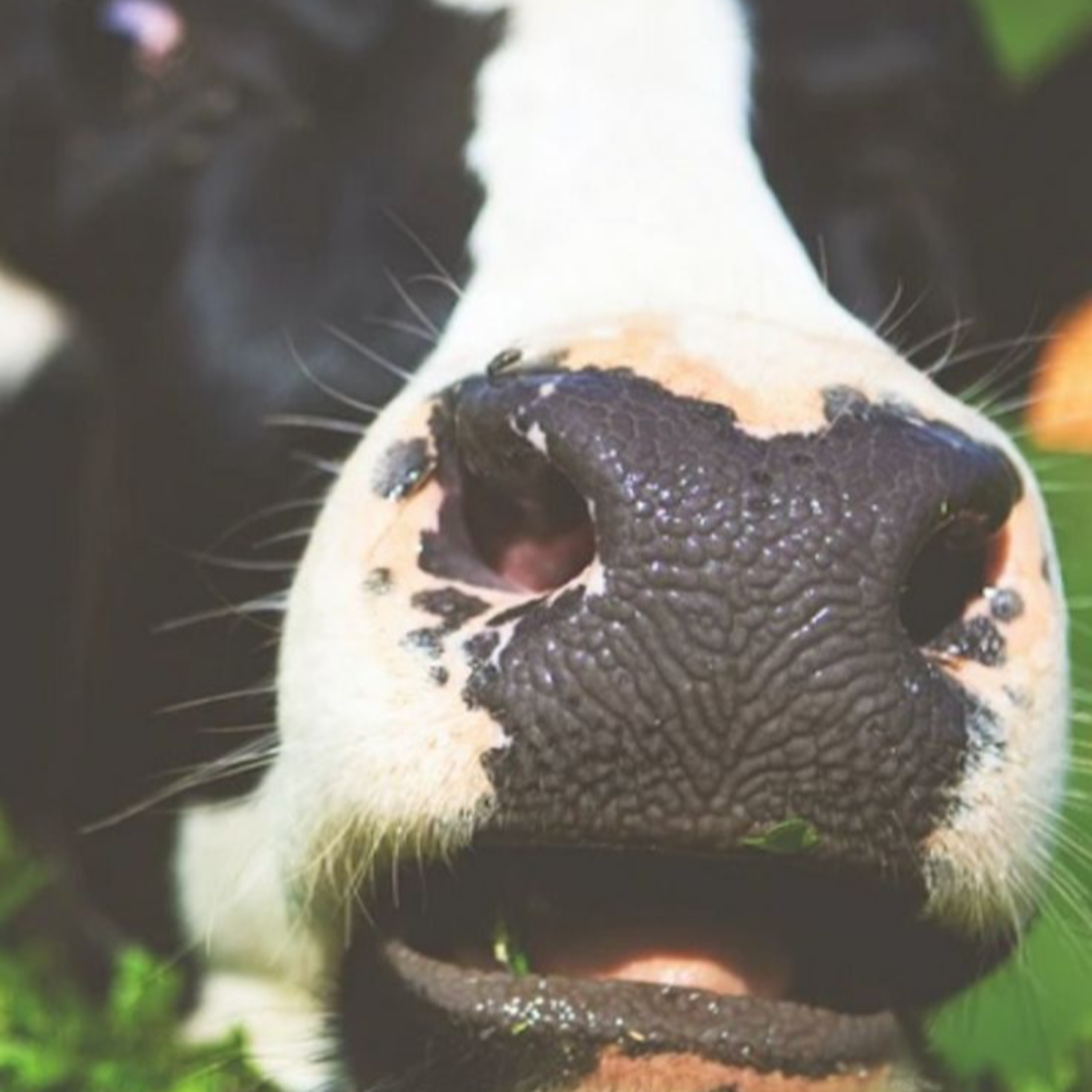 Got Milk? - The Indian Dairy Context.
