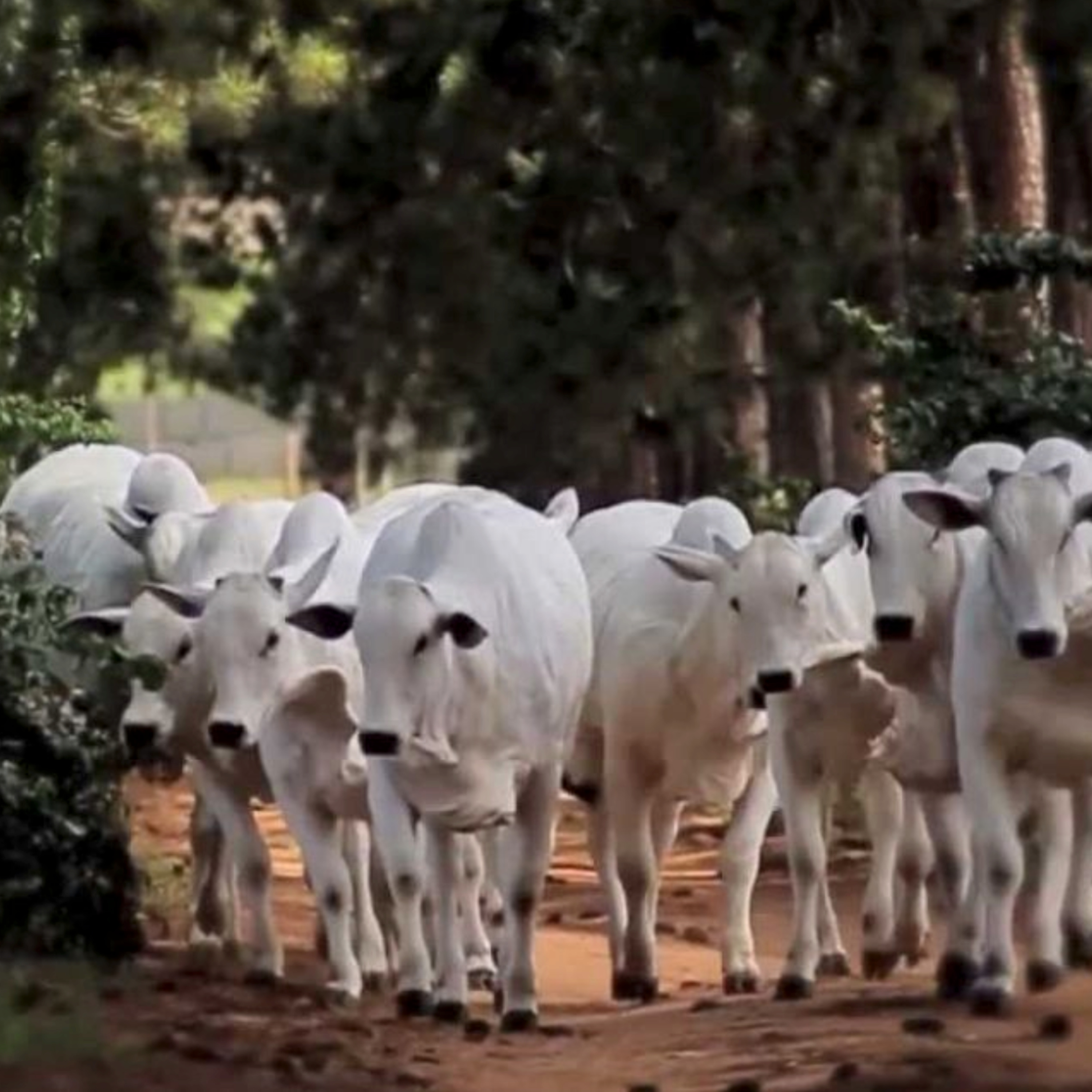 Got Milk? - The Indian Dairy Context.