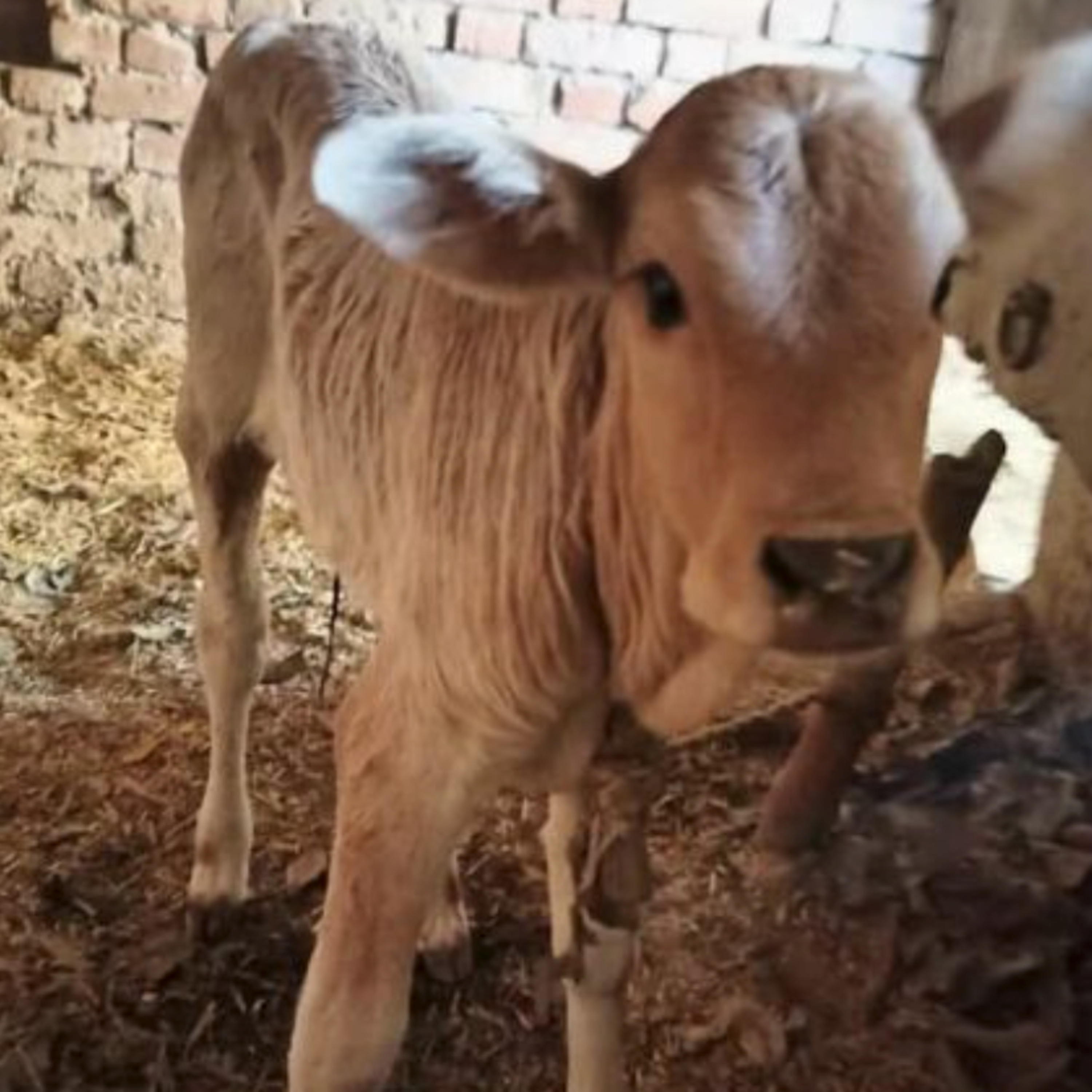 Got Milk? - The Indian Dairy Context.