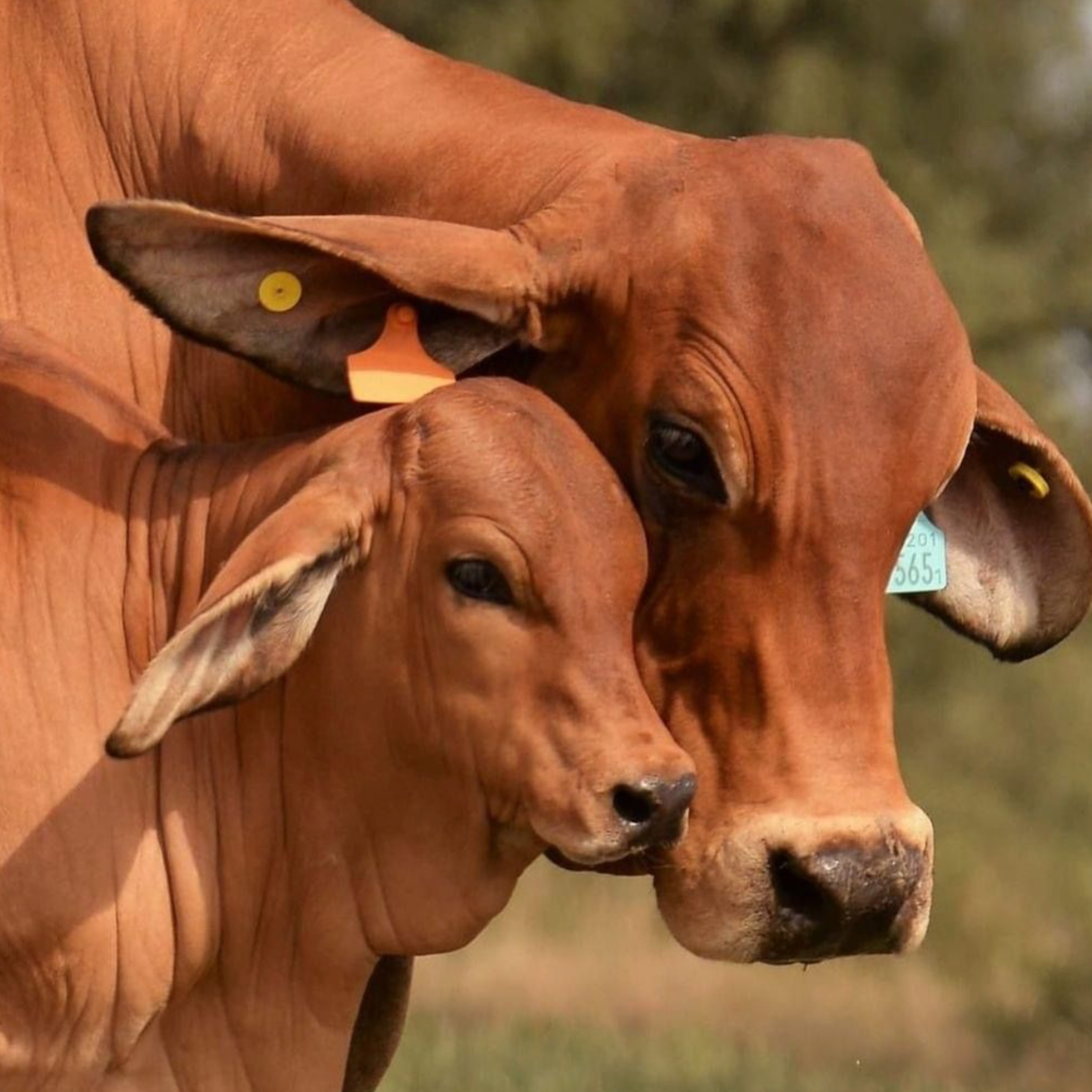 Got Milk? - The Indian Dairy Context.