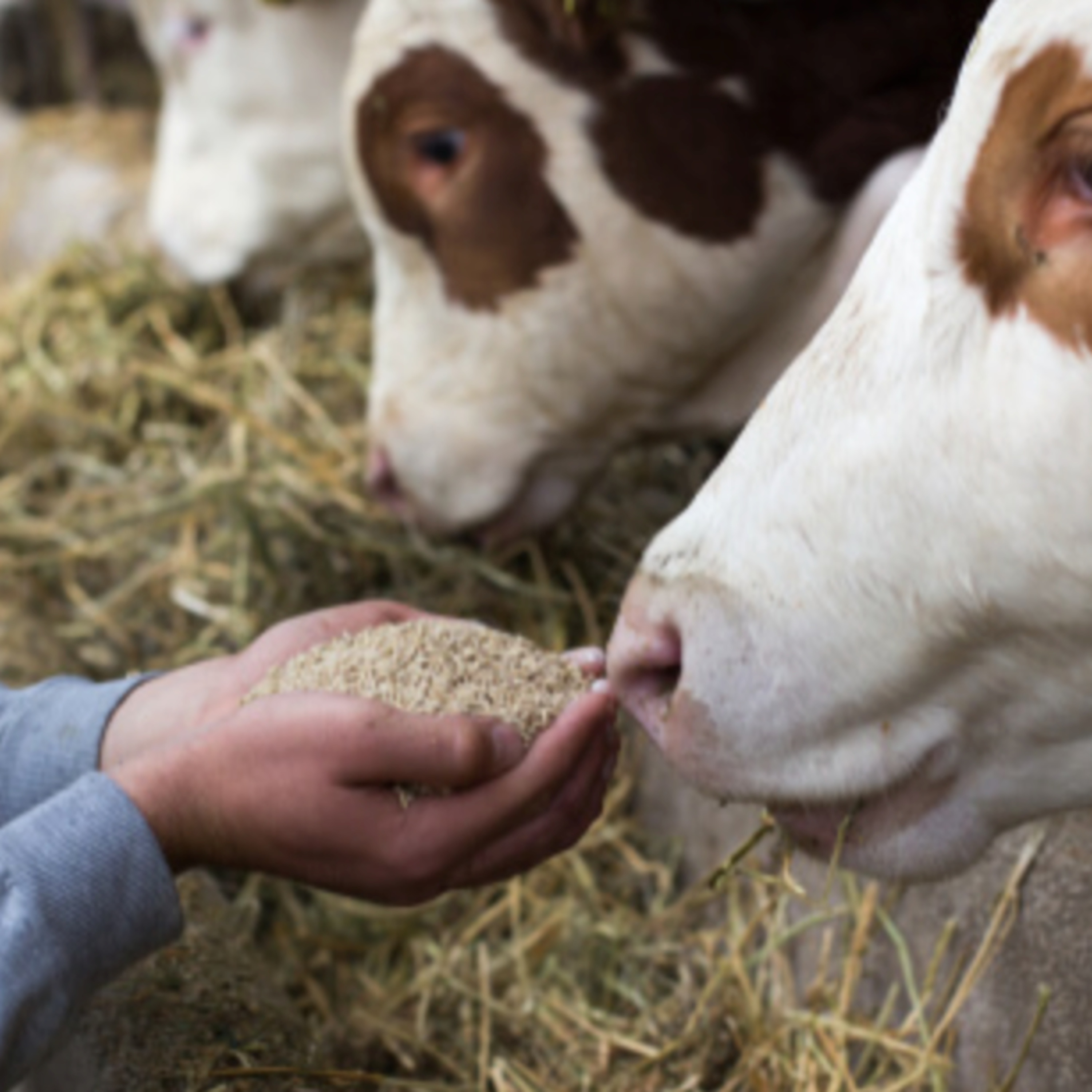 Got Milk? - The Indian Dairy Context.