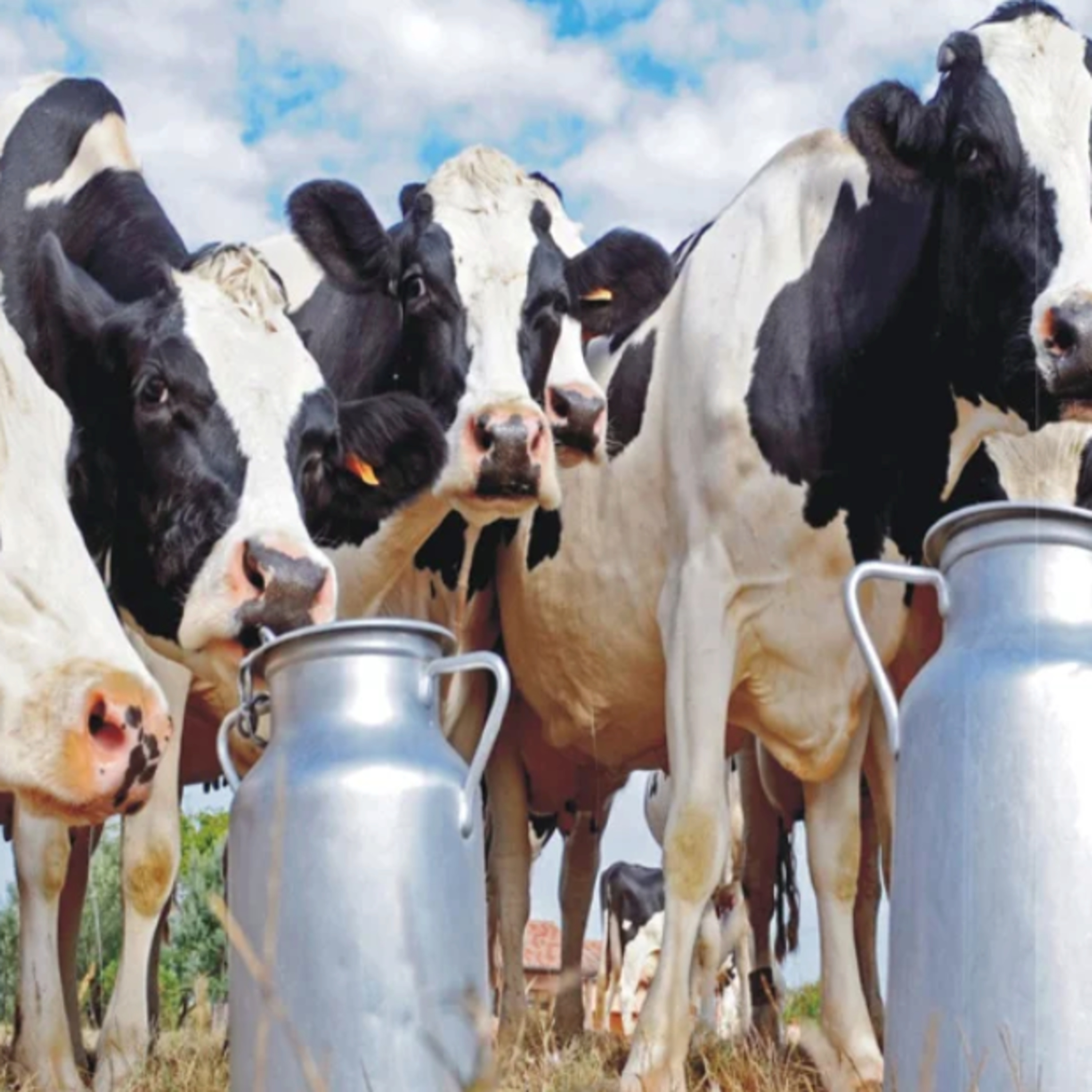 Got Milk? - The Indian Dairy Context.