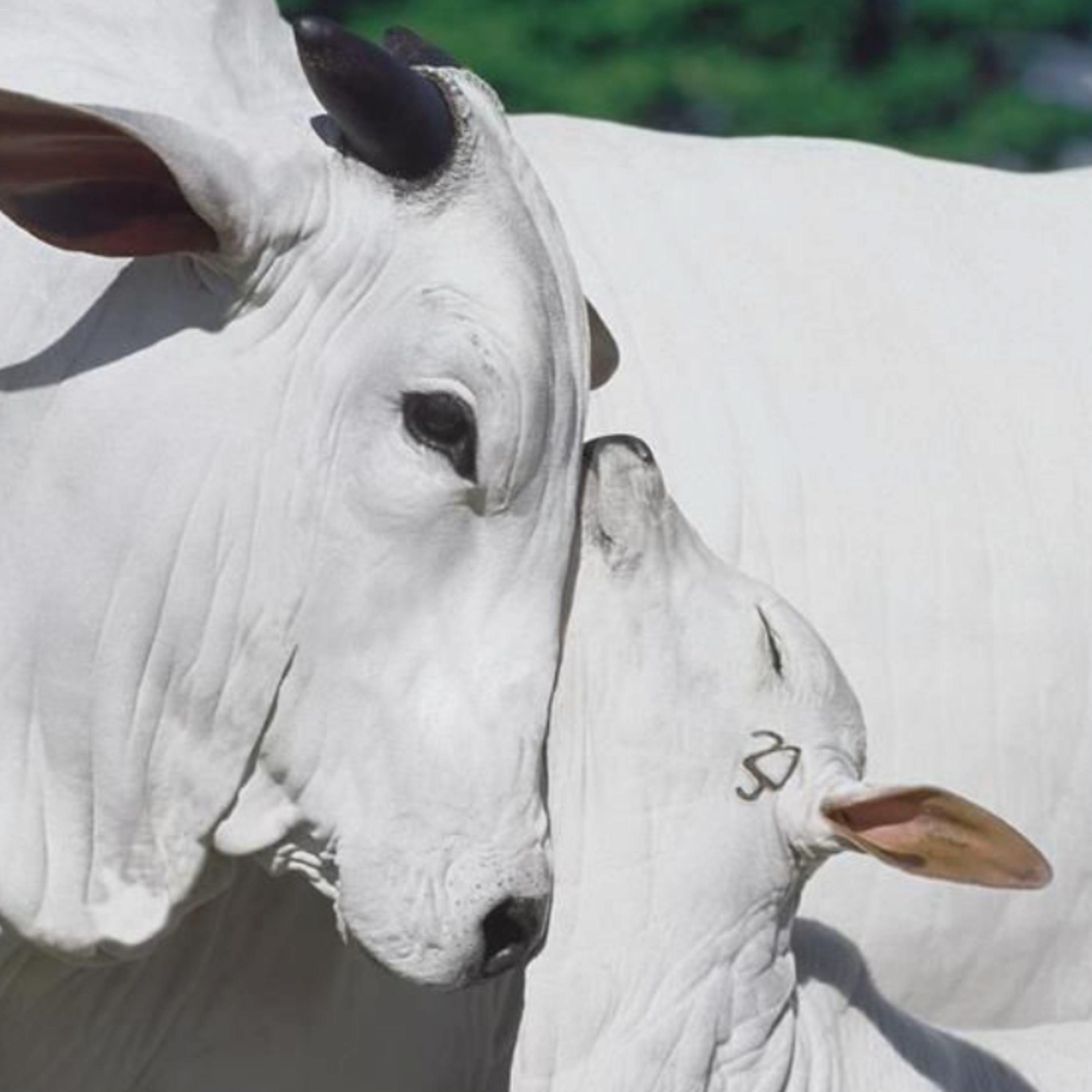 Got Milk? - The Indian Dairy Context.