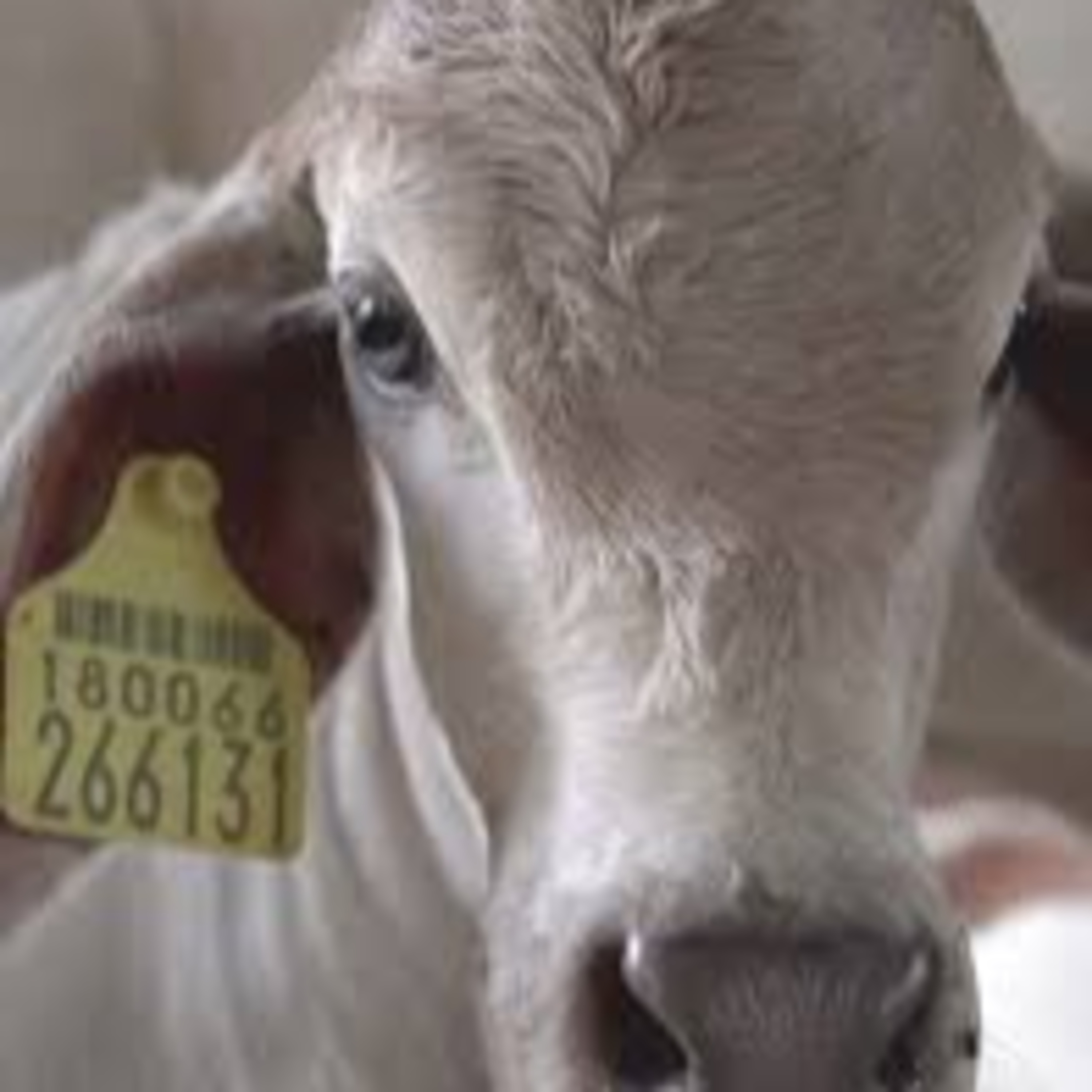 Livestock sector contribution to India’s national economy – explained.