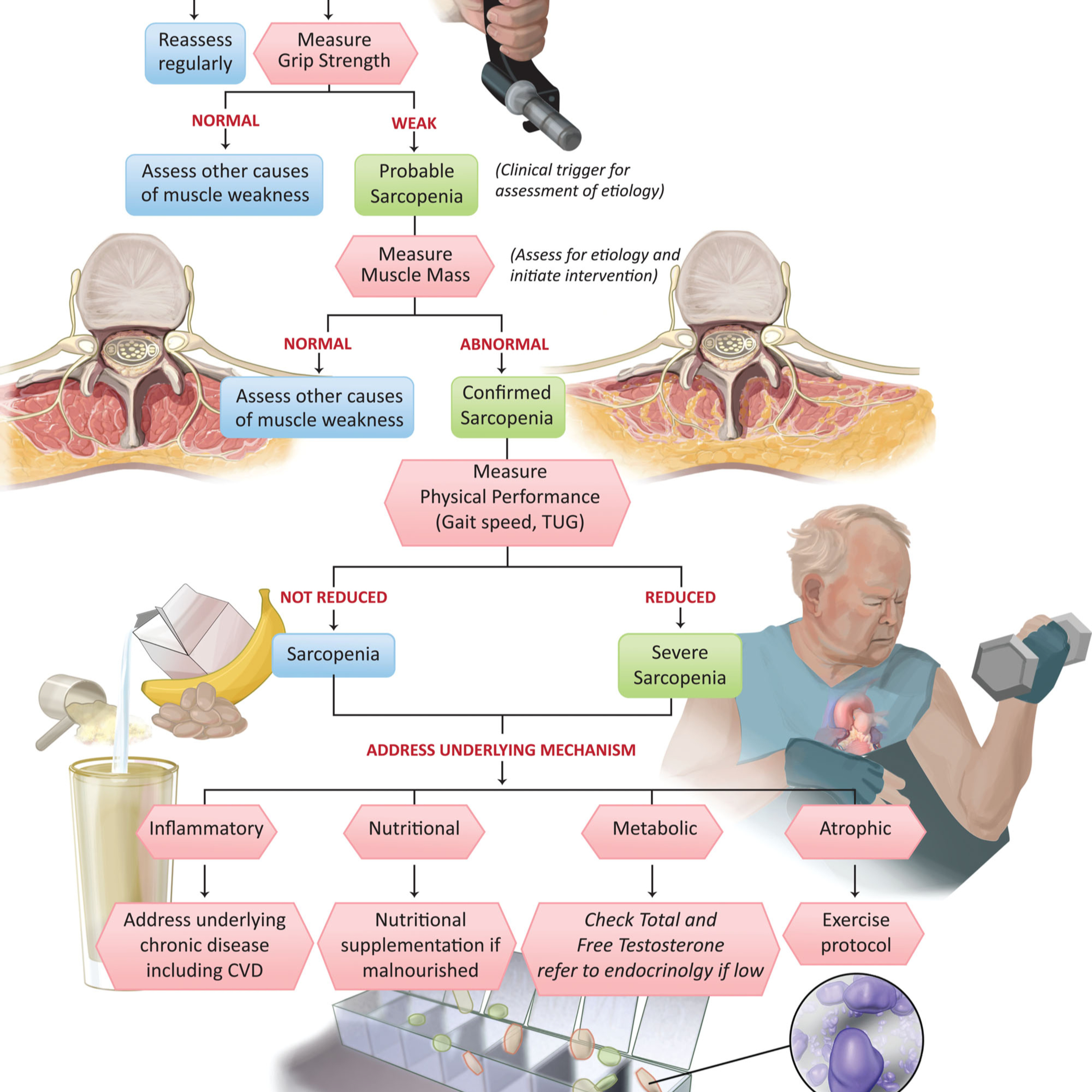 Heart Corner: Innovations in Cardiovascular Science