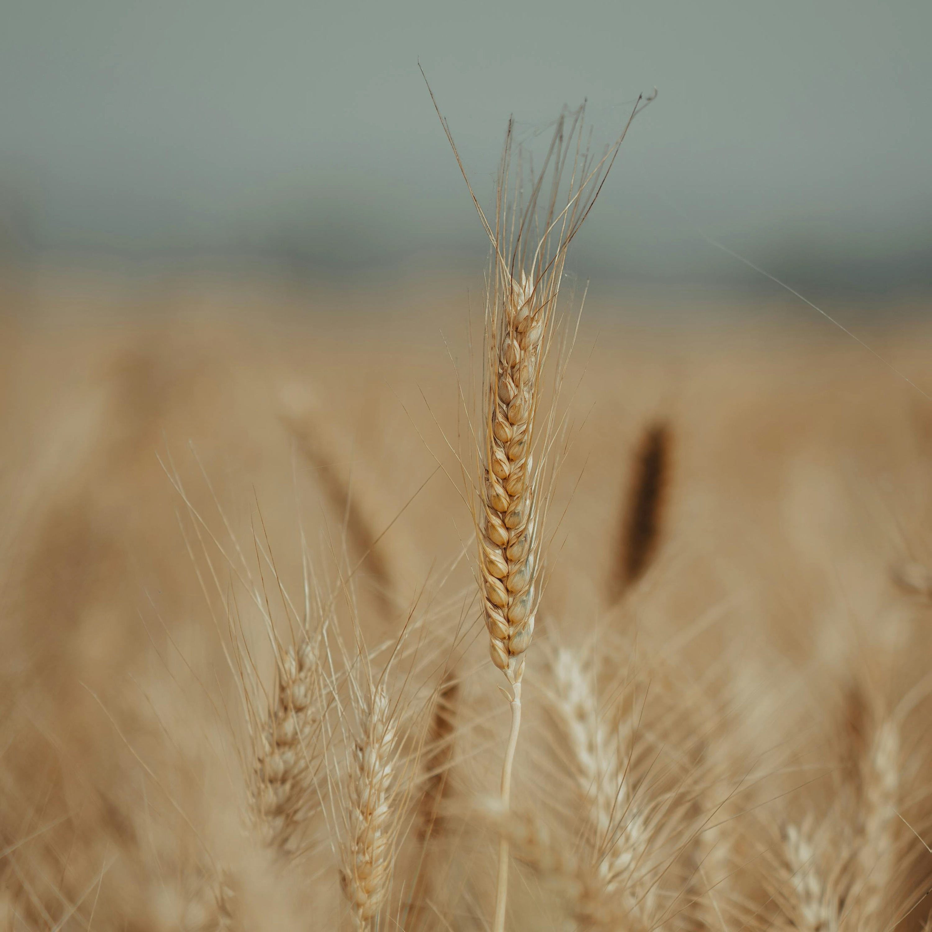 Wheat vs human (John 12.20-36)