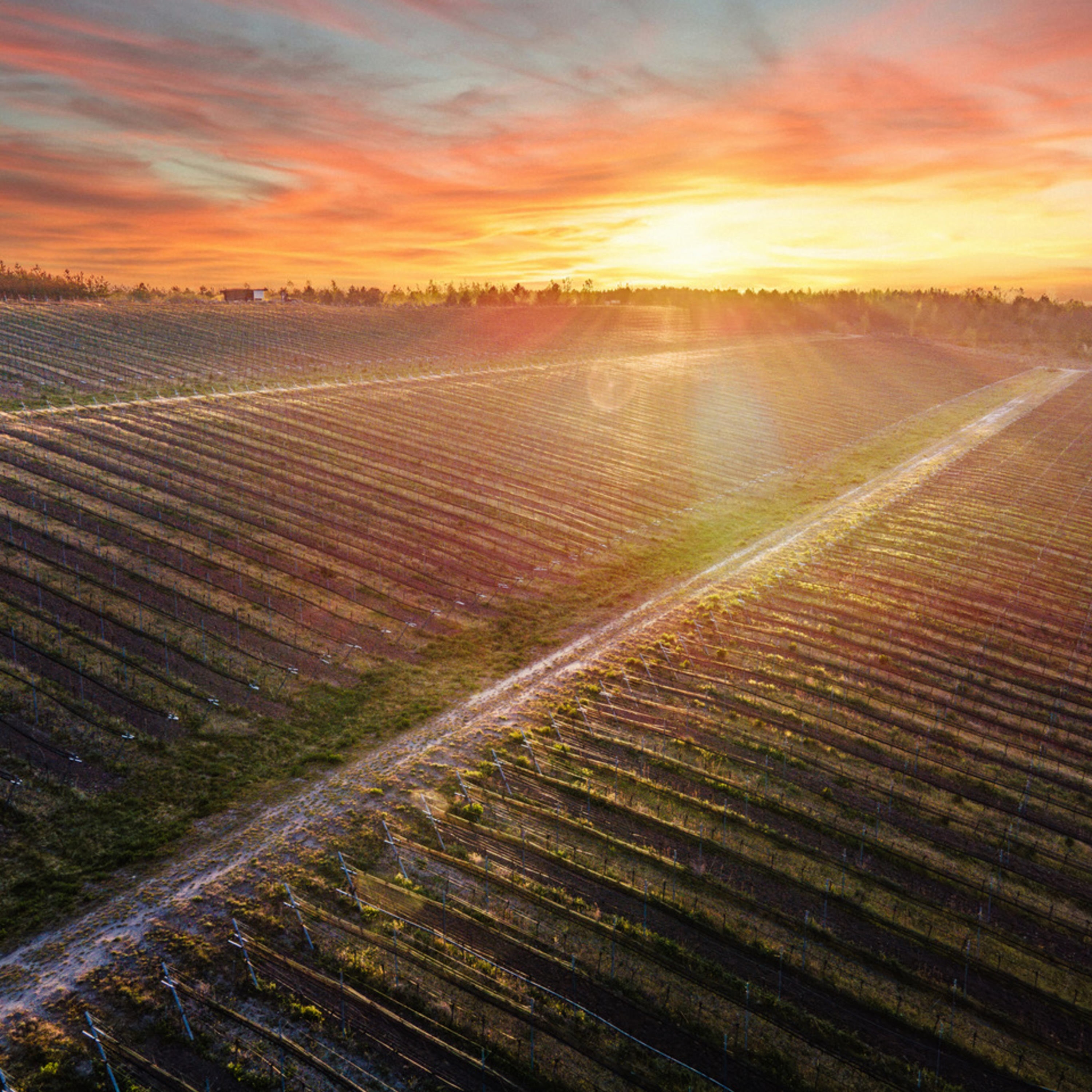 Weingut Wolkenberg (Germany, Brandenburg) — Wine Above a Coal Mine episode artwork