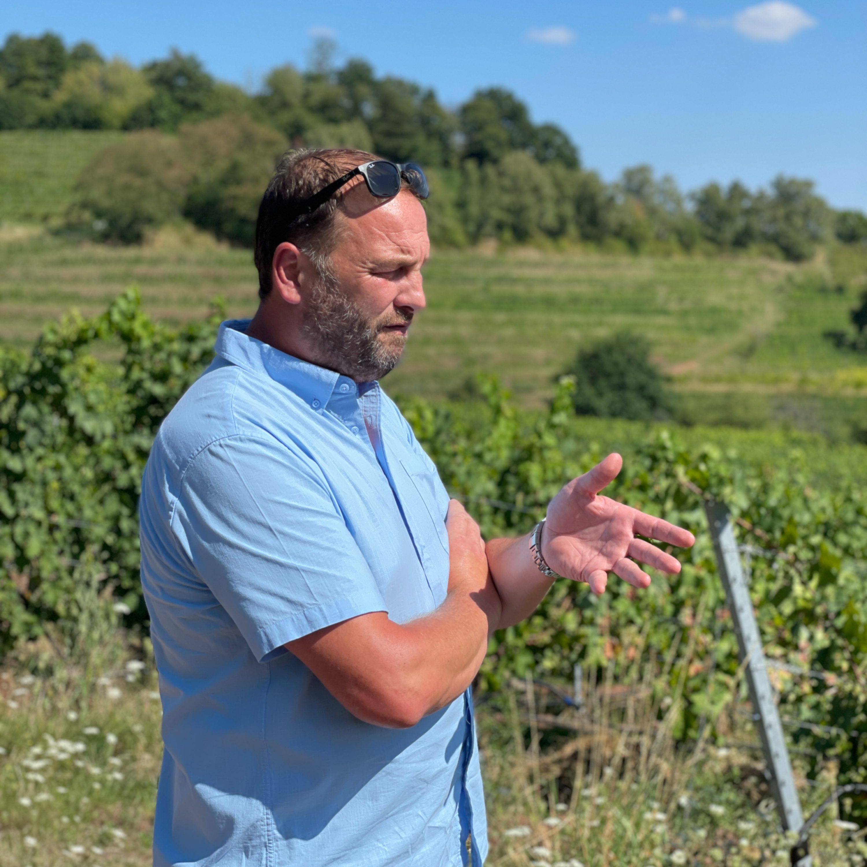 Kastanienbusch und Norwegen - Ehrlicher Austausch mit Weingut Peter Siener (Deutschland, Pfalz) episode artwork