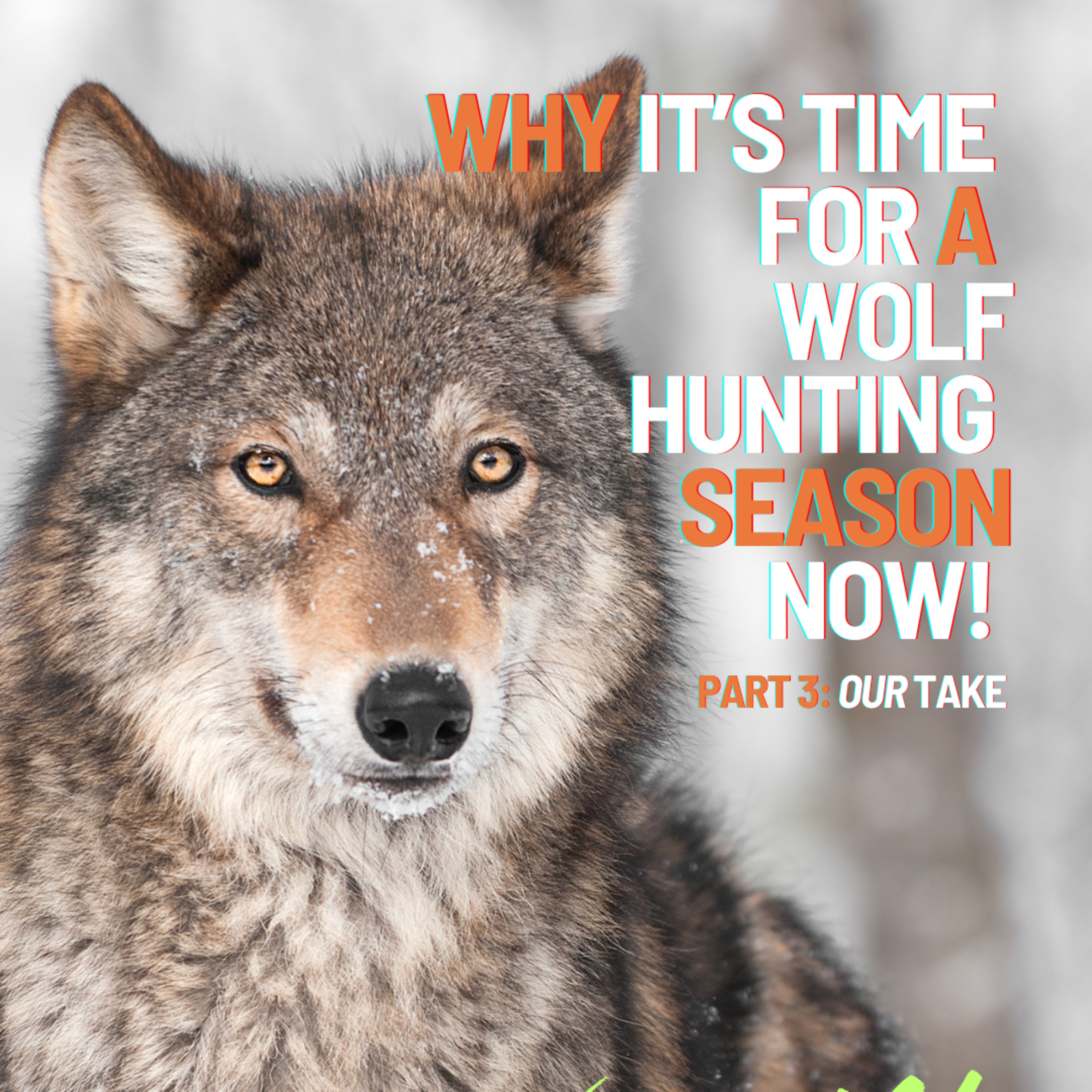 Why It’s Time to Have a Wolf Hunting Season — Now! | Wolves Pt. 3 episode artwork