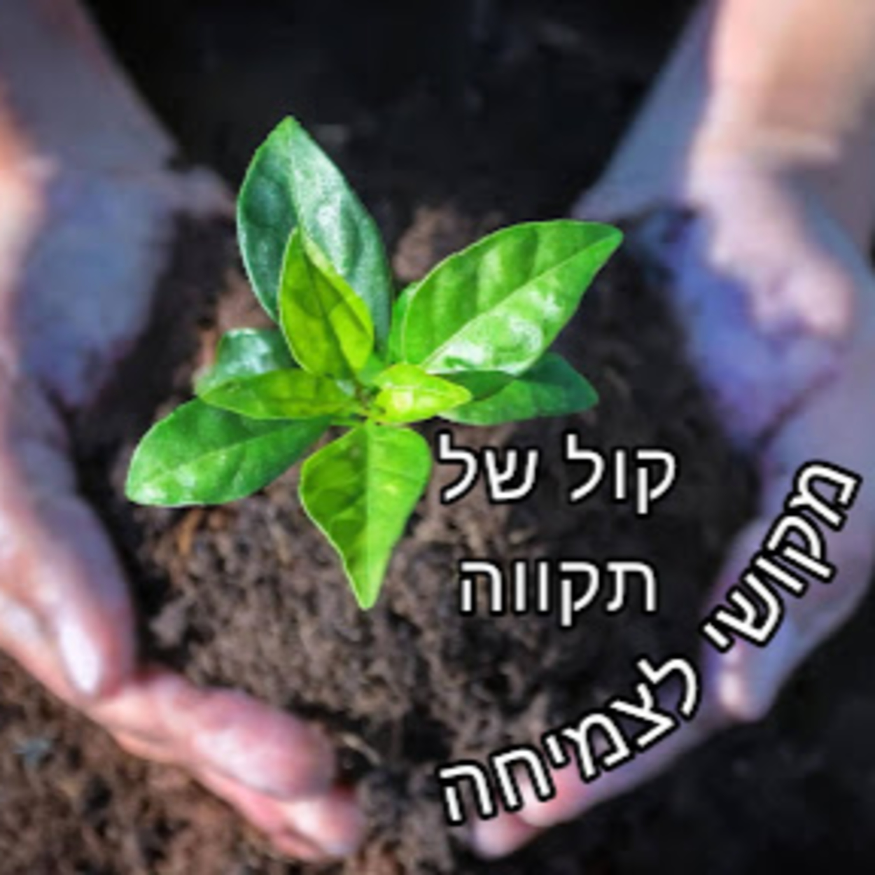 שבי בכתות || רוחמה גמרמן episode artwork