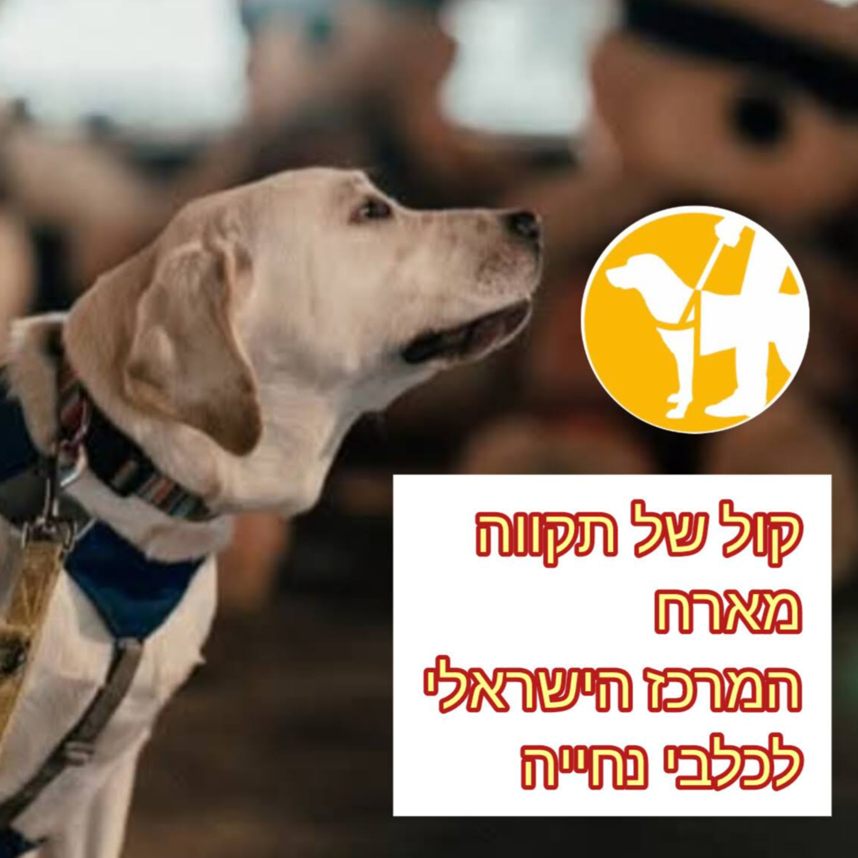 צעד בטוח || ארז ברקאי - המרכז הישראלי לכלבי נחייה  episode artwork