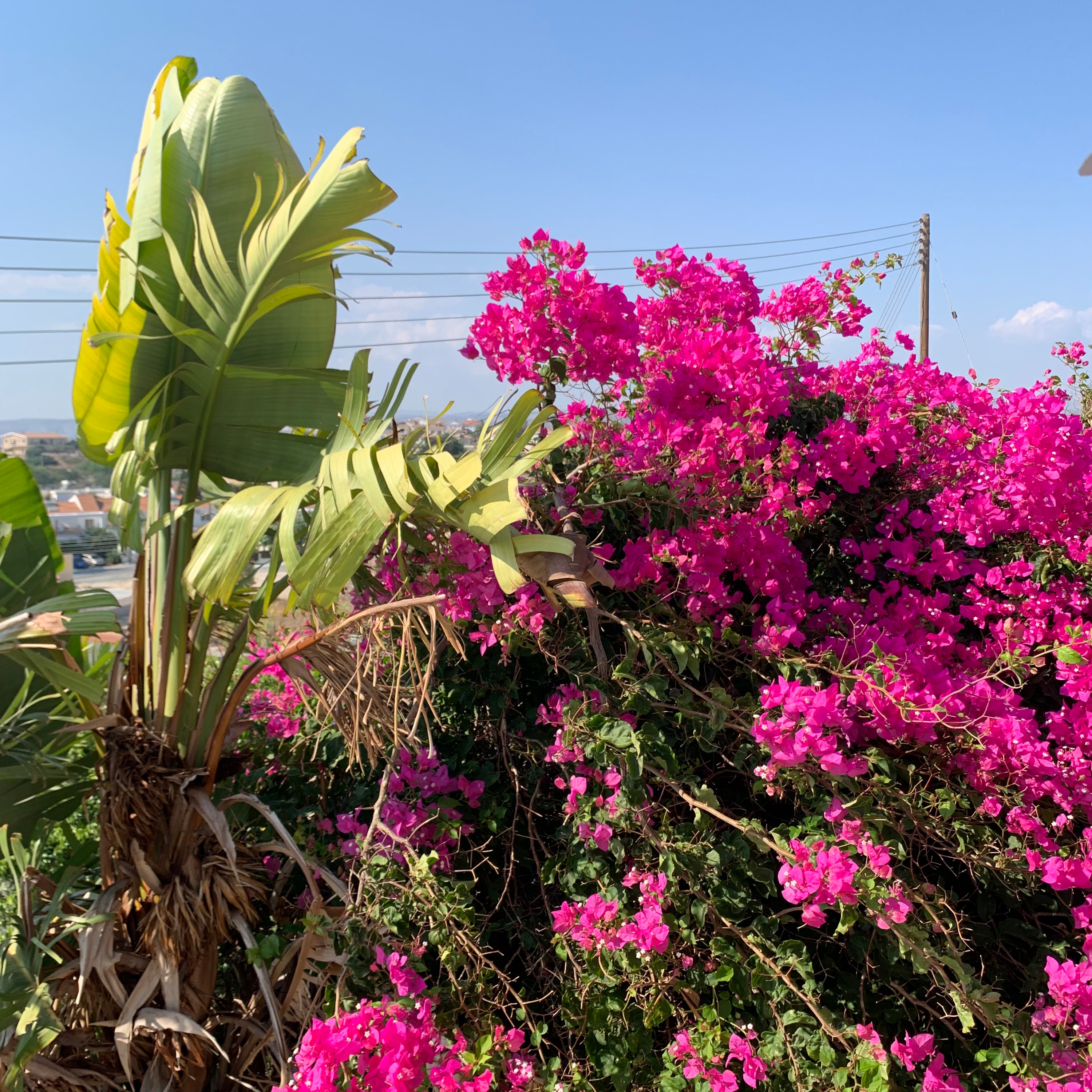 Beating the bougainvillea blues episode artwork