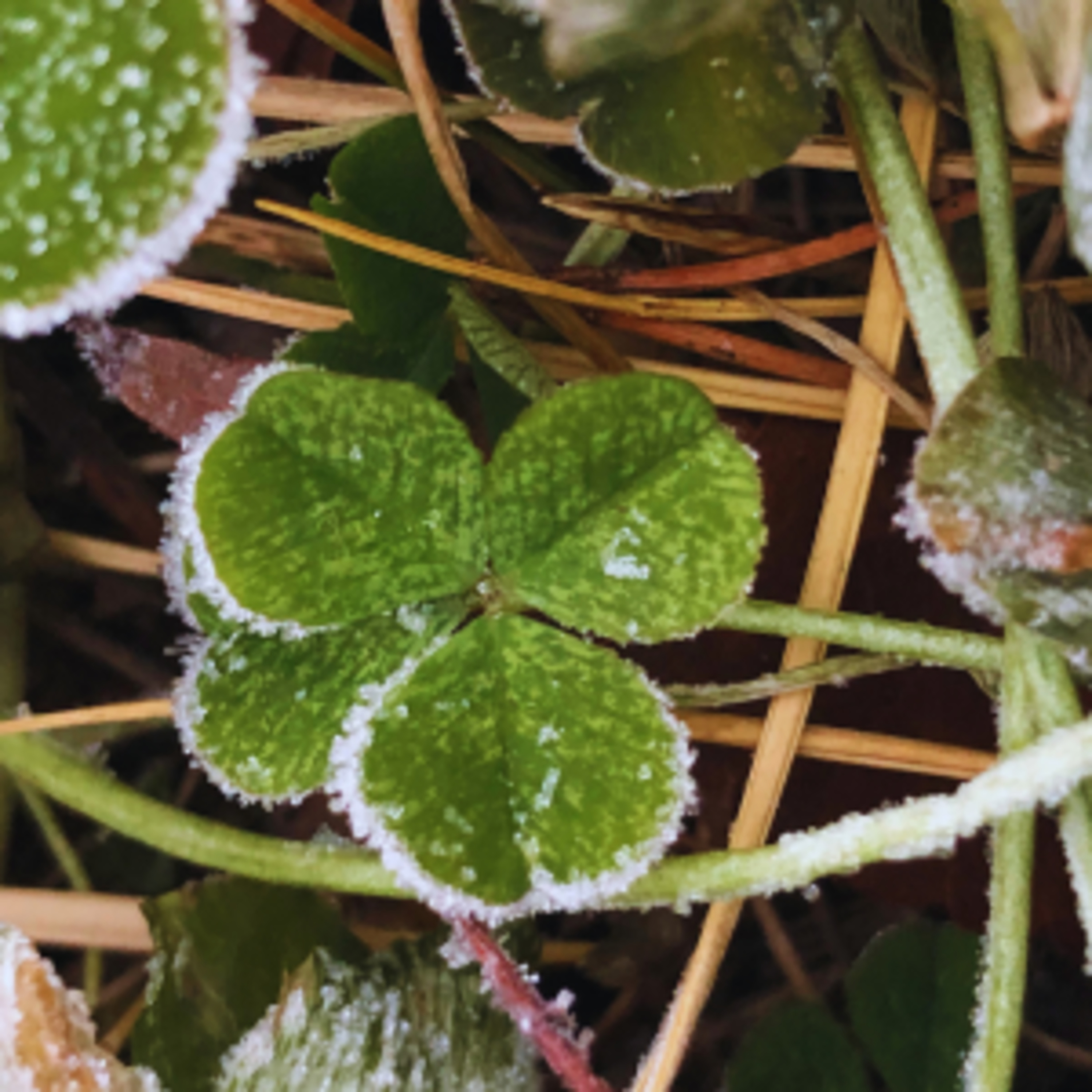 The Gospel Saves Podcast