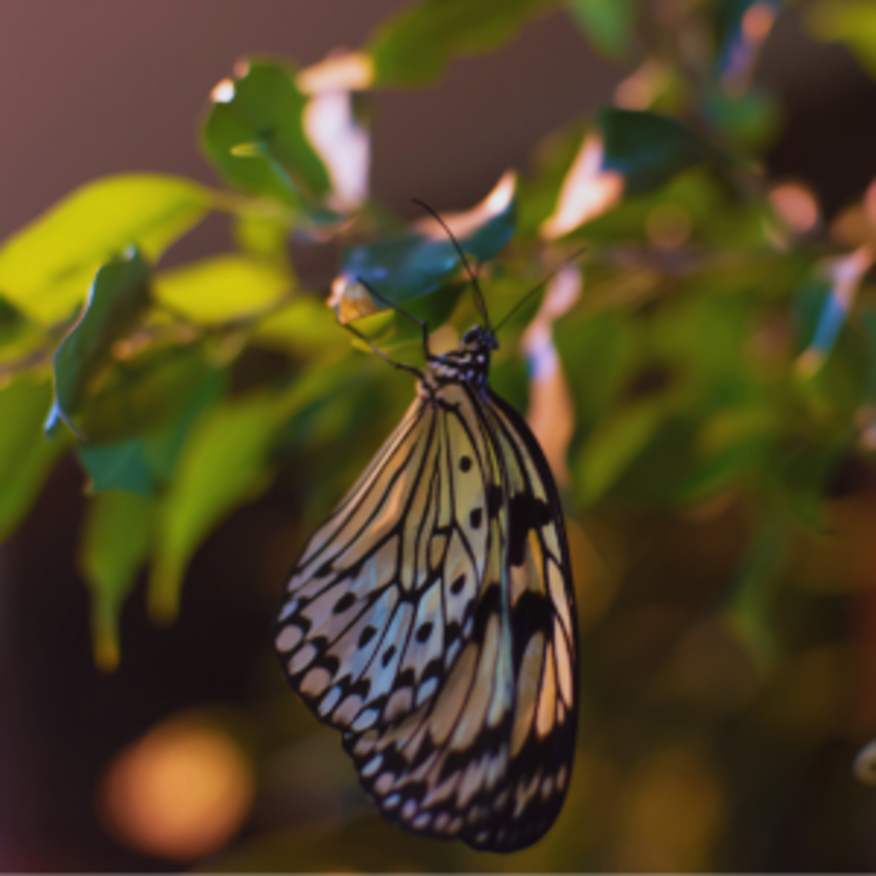 The Gospel Saves Podcast