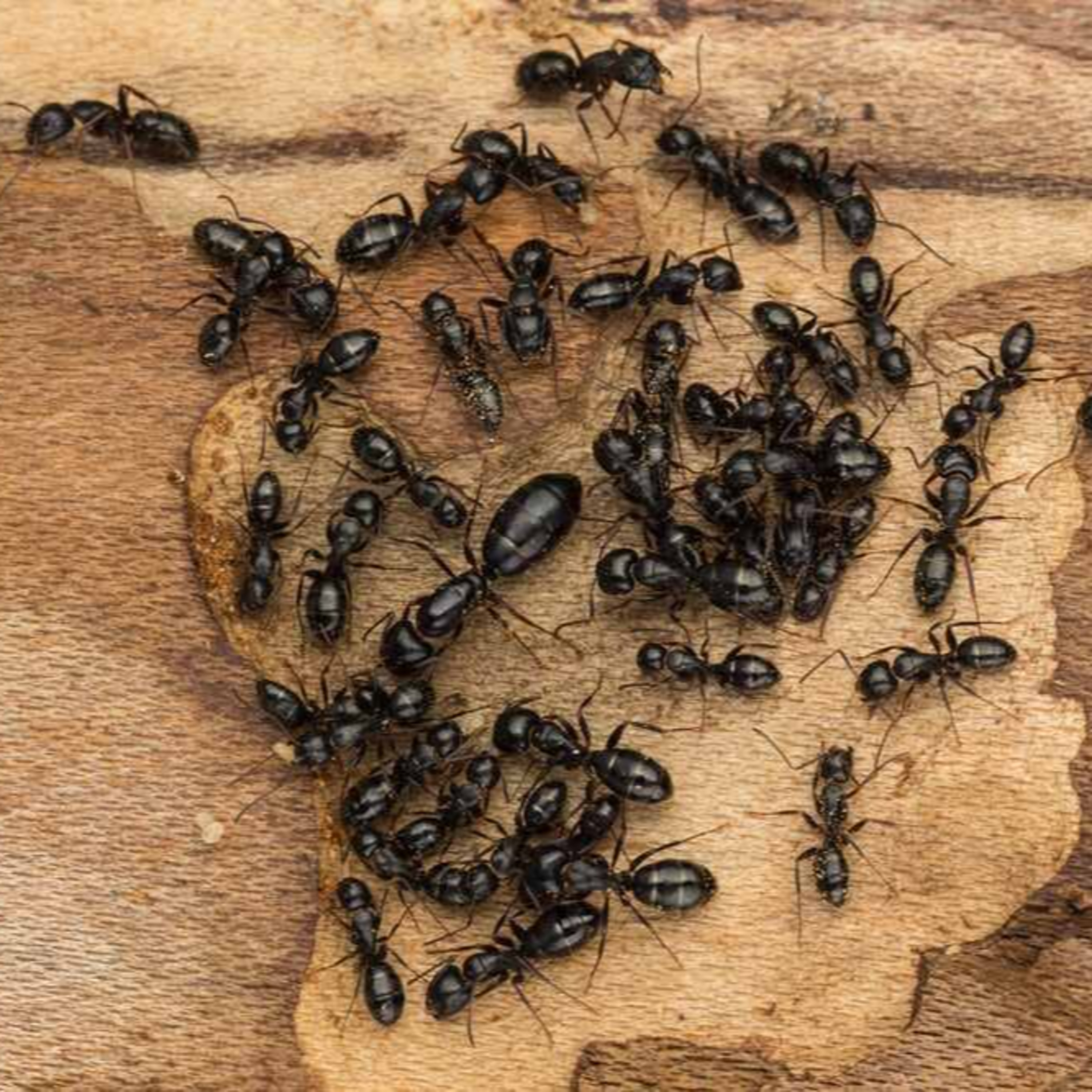 کاور مورچه هم از گذشته درس میگیرد