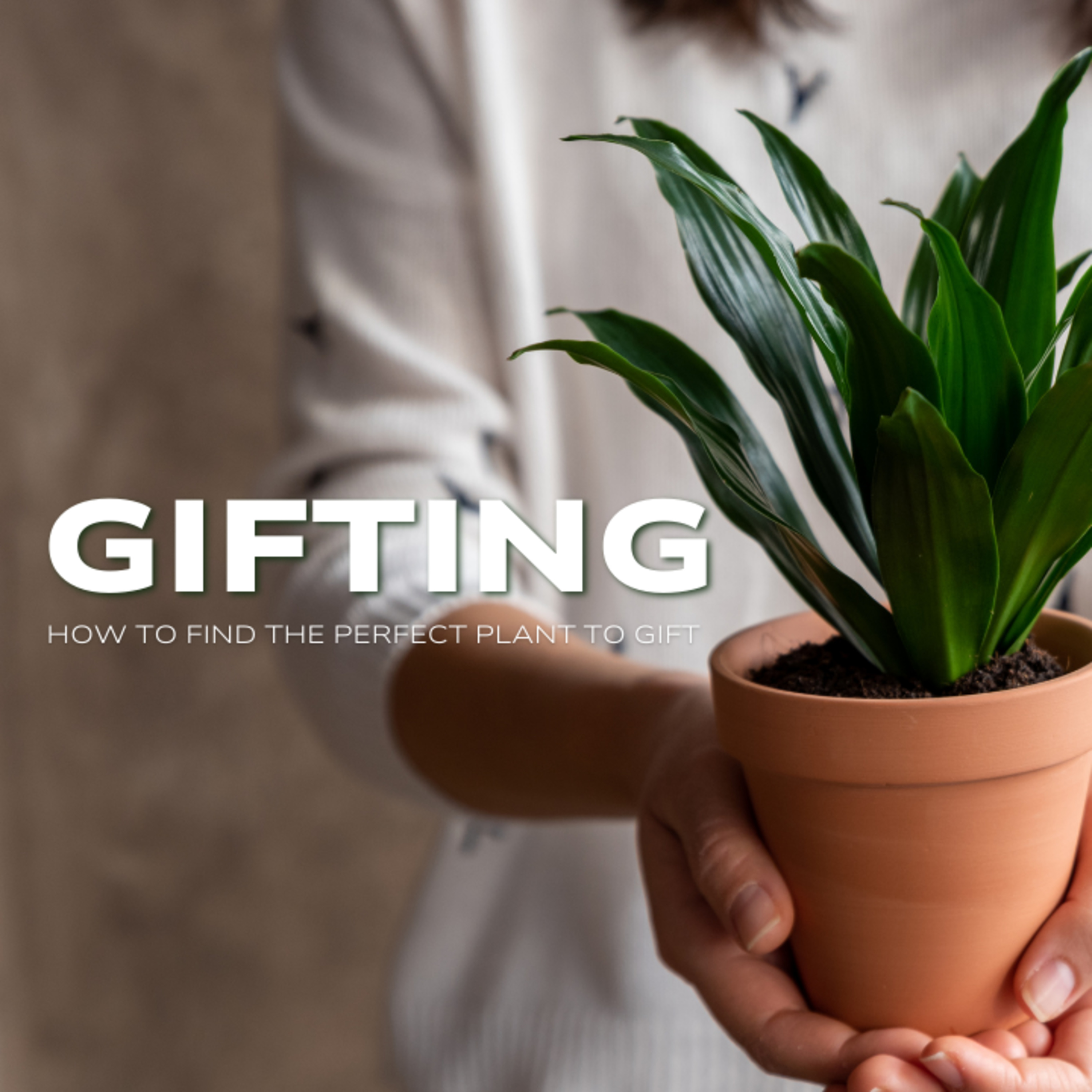 E#6: Christmas Show - Gifting Plants episode artwork
