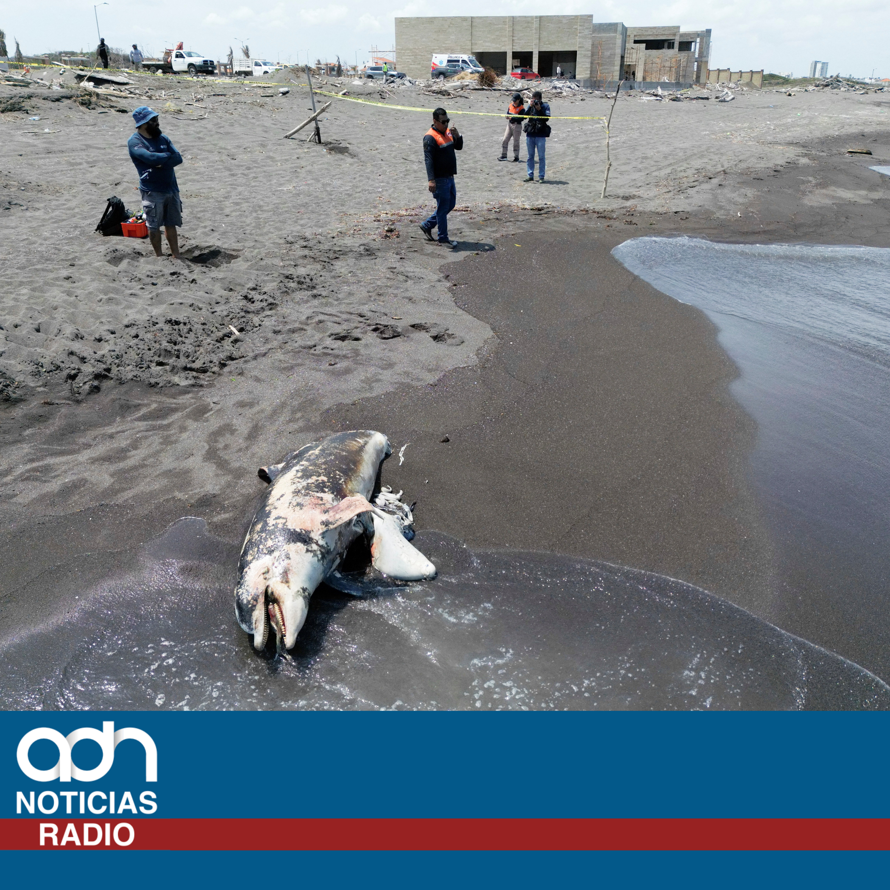 Gobierno niega contaminación pese a manchas de petróleo y fauna muerta