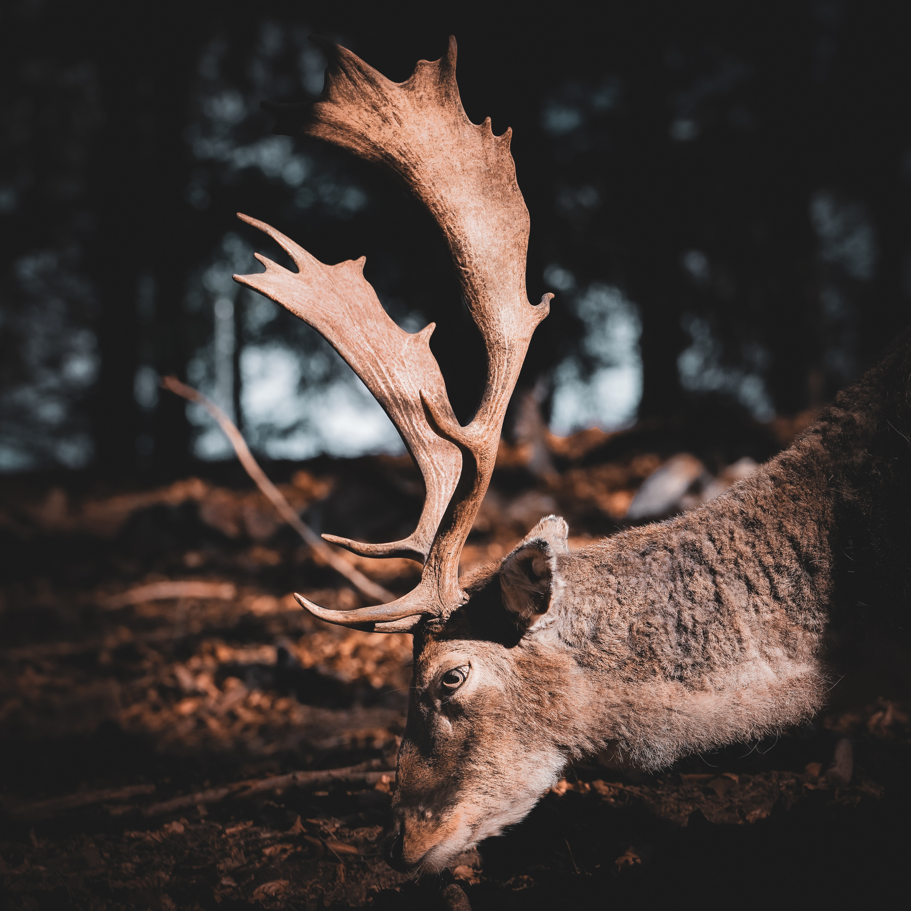 Ein Tag im Wildpark Gersfeld episode artwork