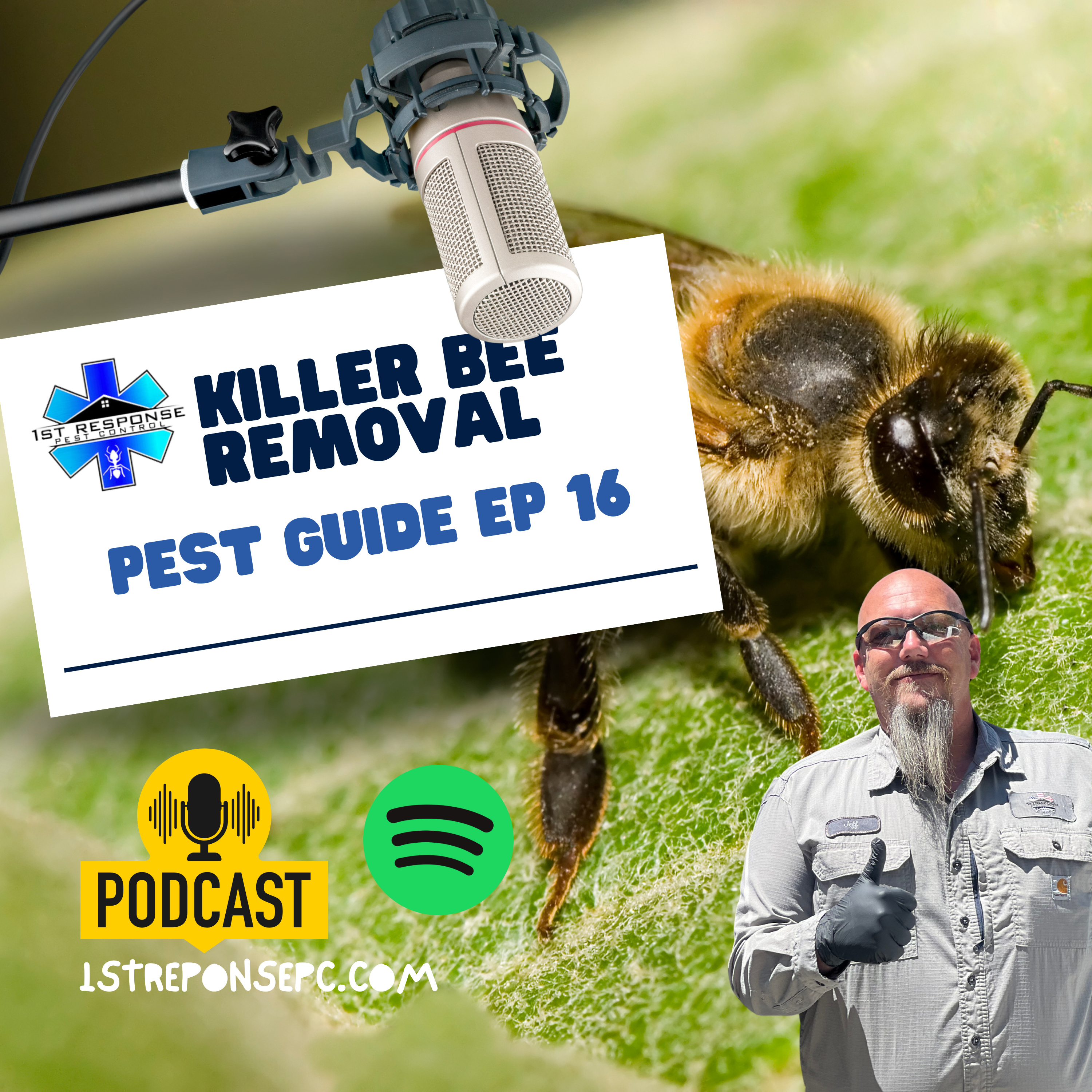 Killer Africanized Bees in California: Warning Signs, Risks, and Solutions