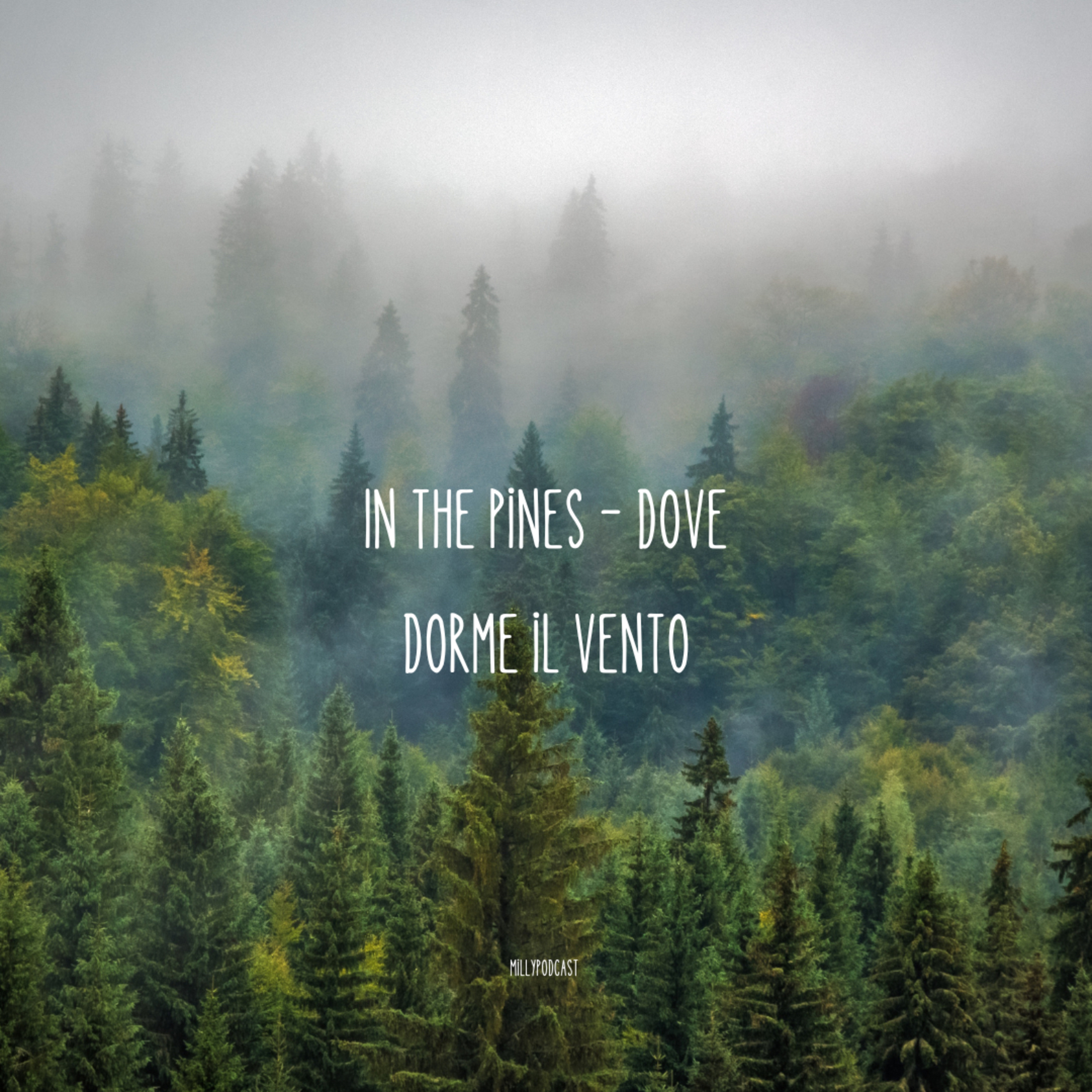 In the Pines – Dove dorme il vento