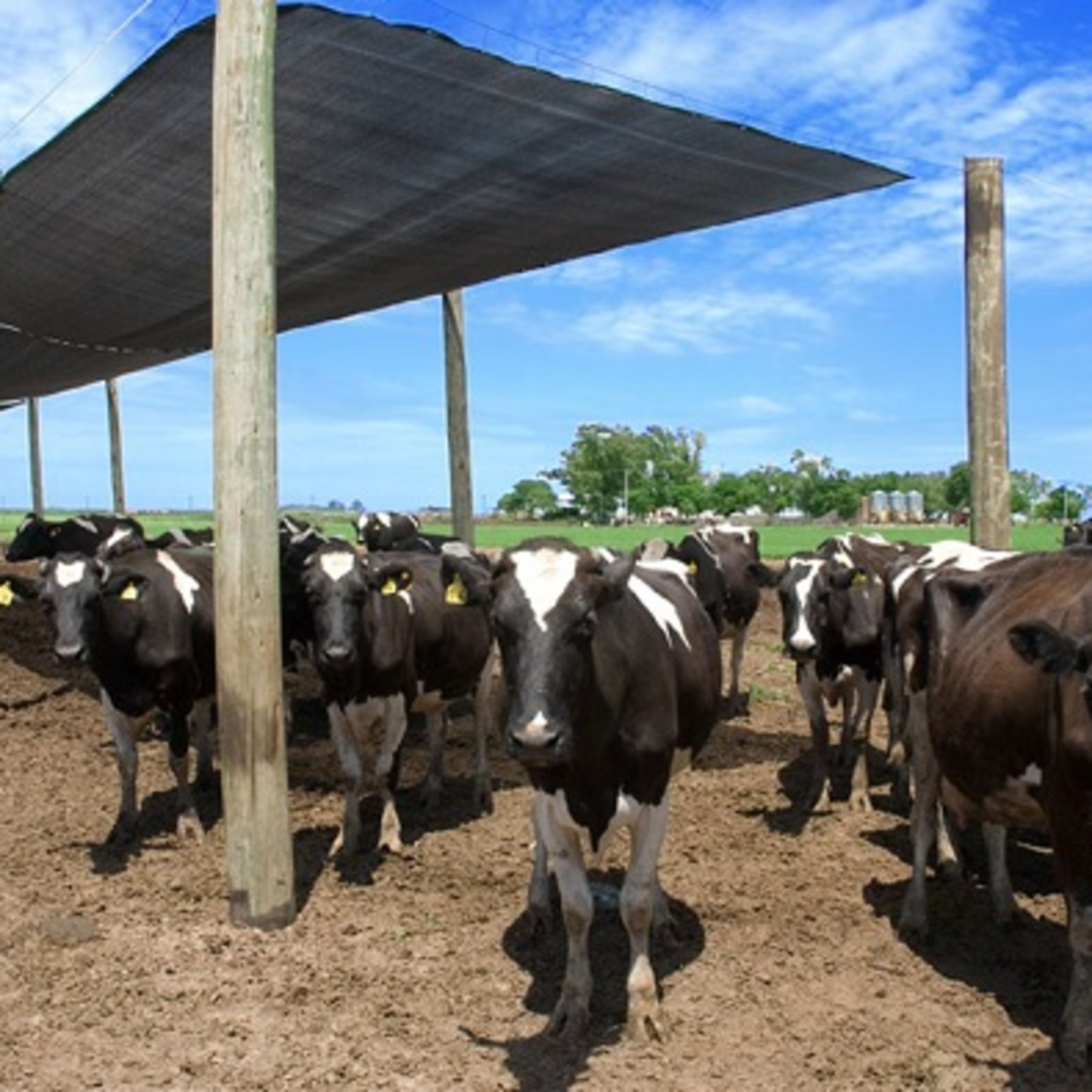 Pérdidas en ordeñe, la importancia de bajar la temperatura de las vacas en el corral de espera episode artwork