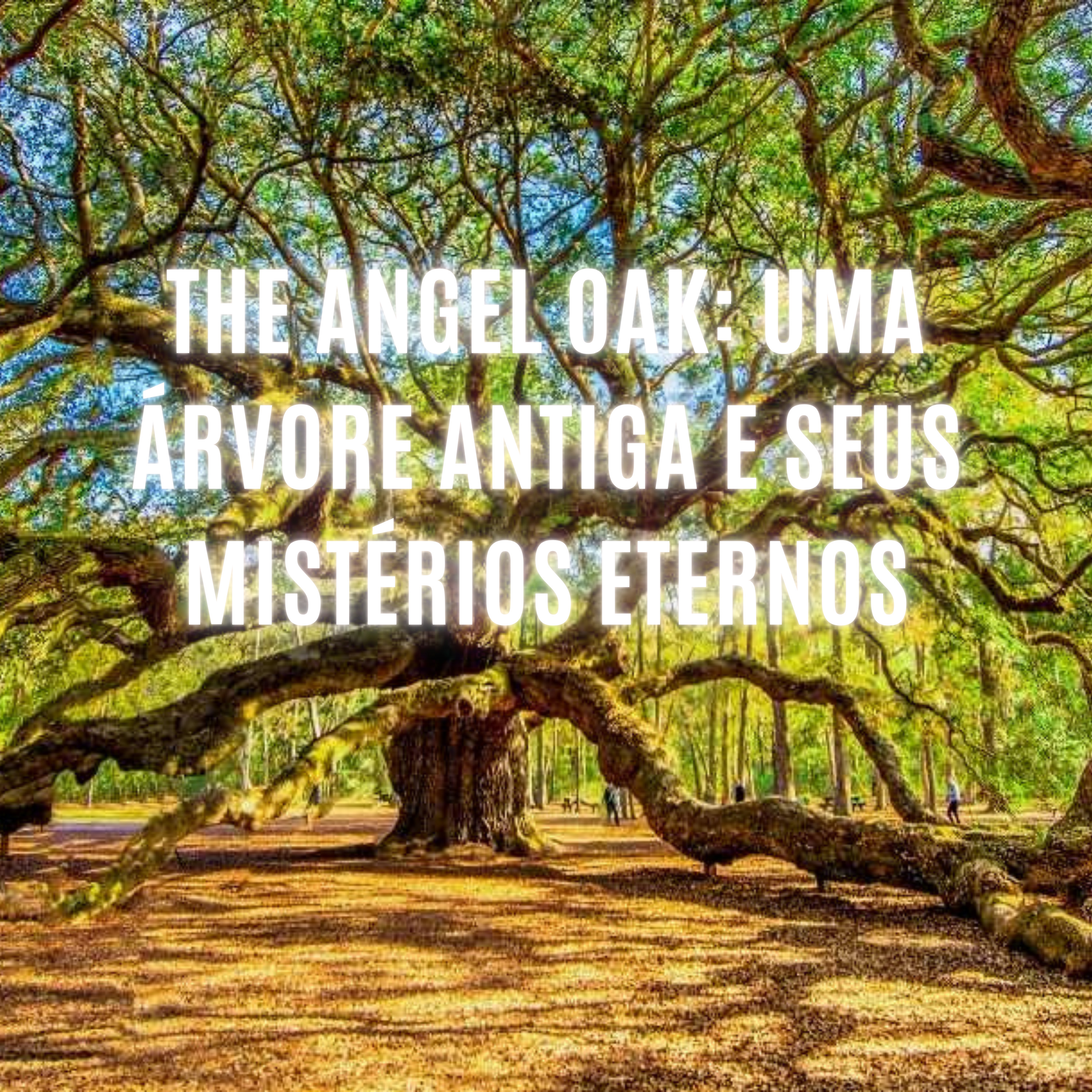 The Angel Oak: Uma Árvore Antiga e Seus Mistérios Eternos episode artwork