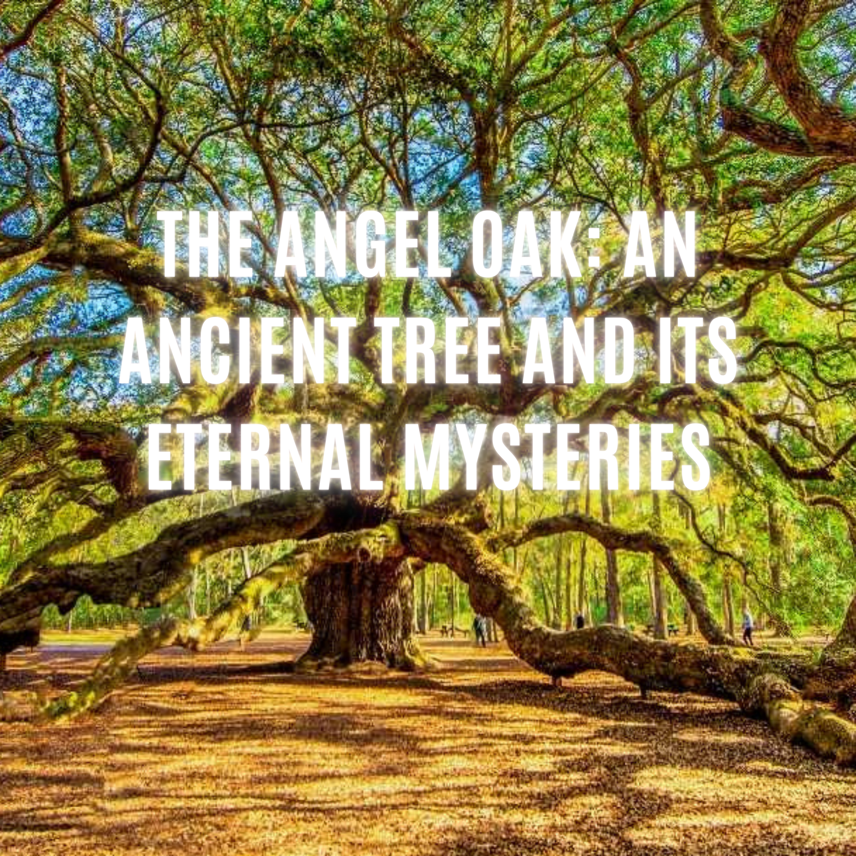 The Angel Oak: An Ancient Tree and Its Eternal Mysteries episode artwork