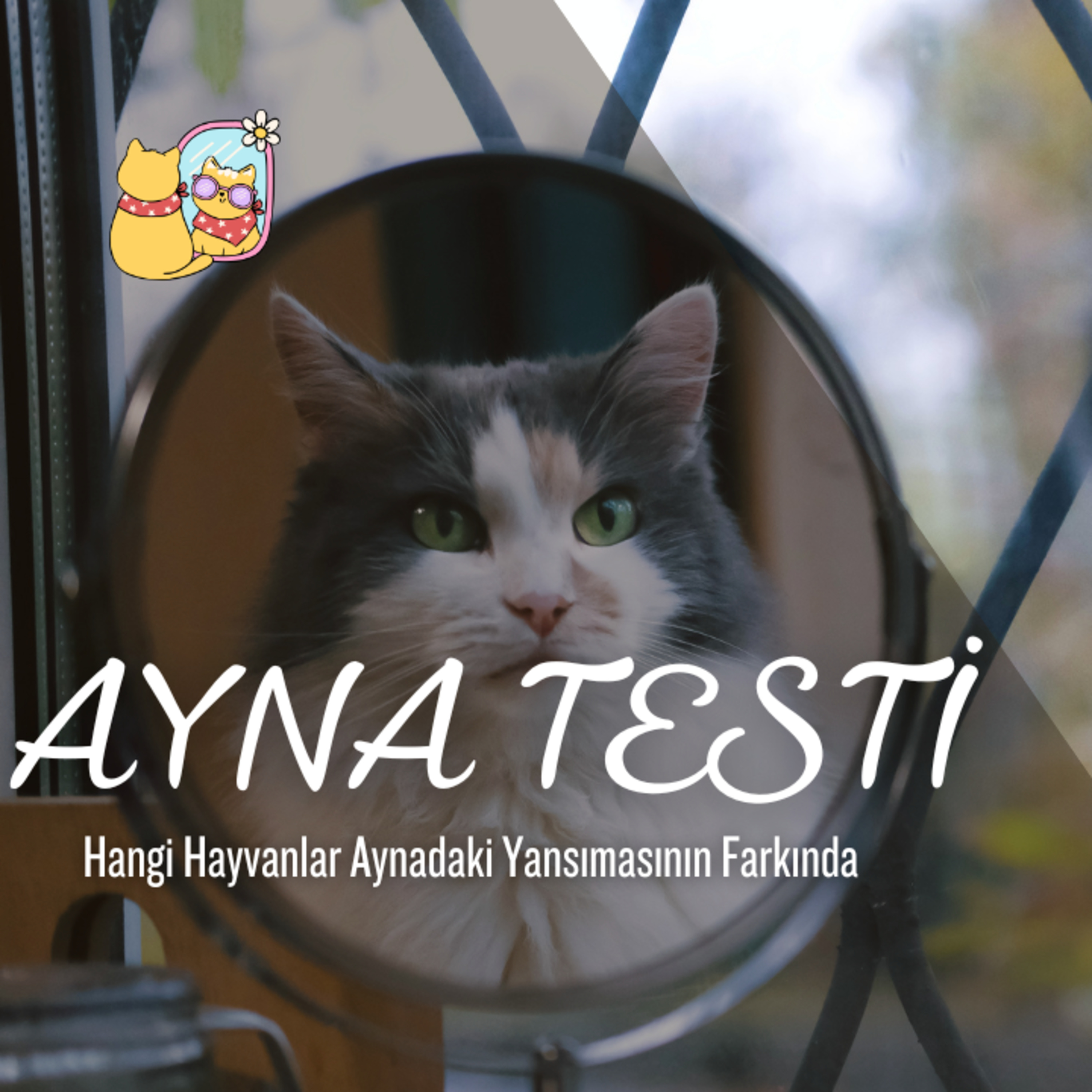 Cey Anlatıyor
