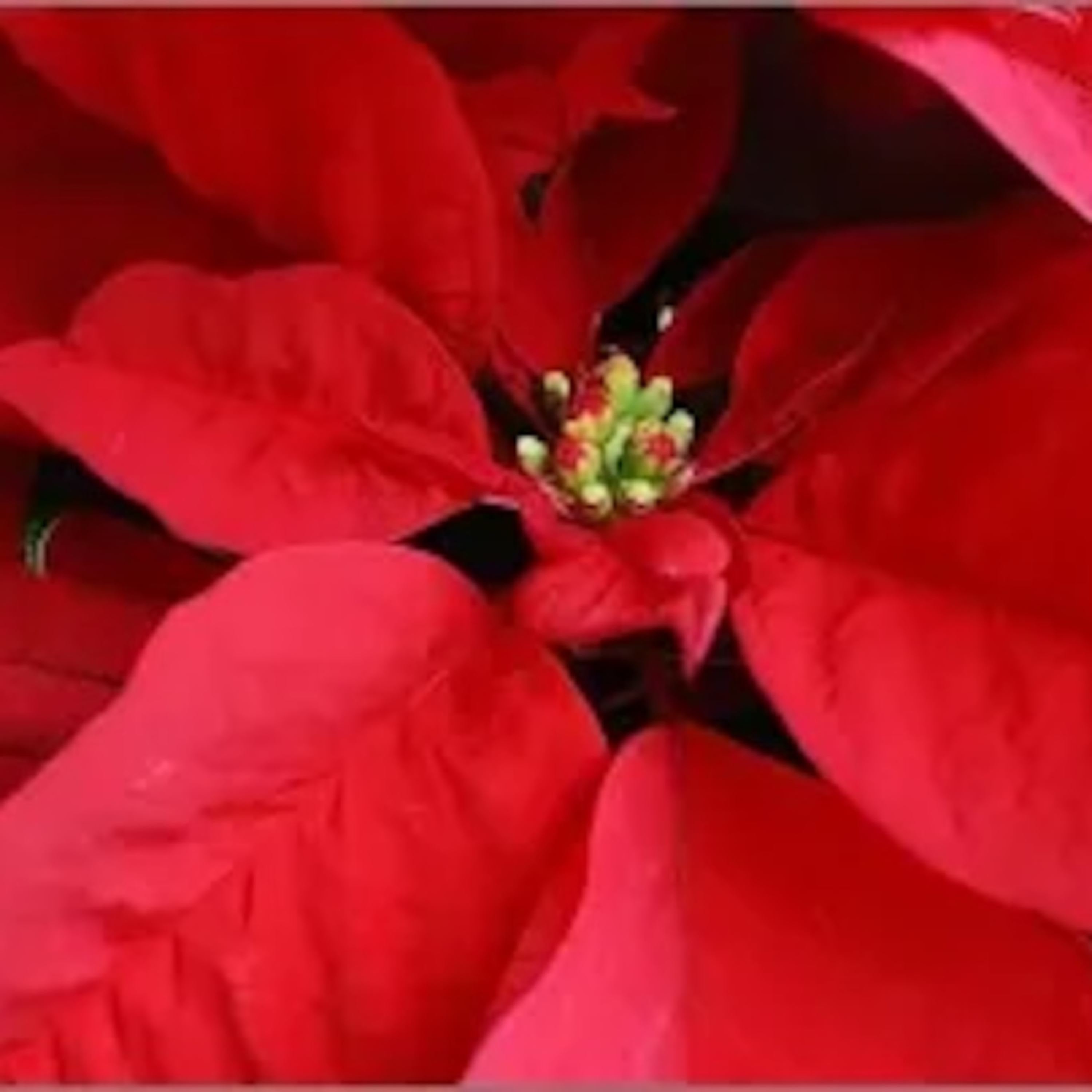 History of the Poinsettia: Why is it the Christmas Flower?