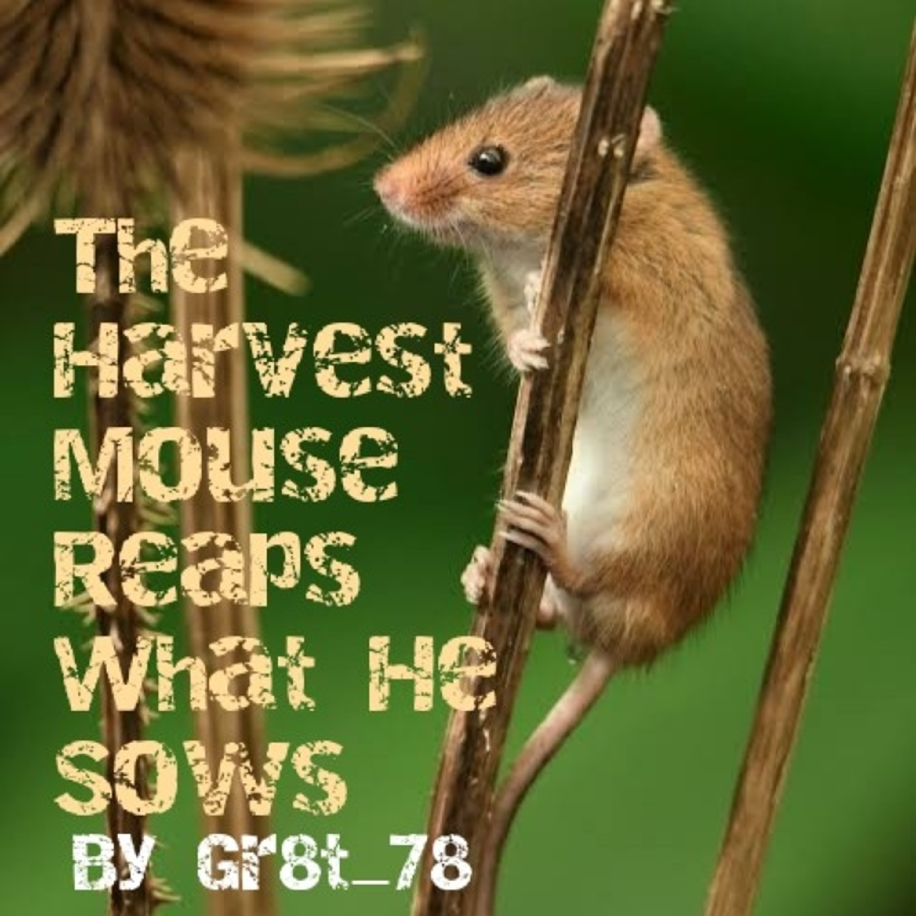 The Harvest Mouse Reaps What He Sows: A Dramione One-Shot by Gr8t_78