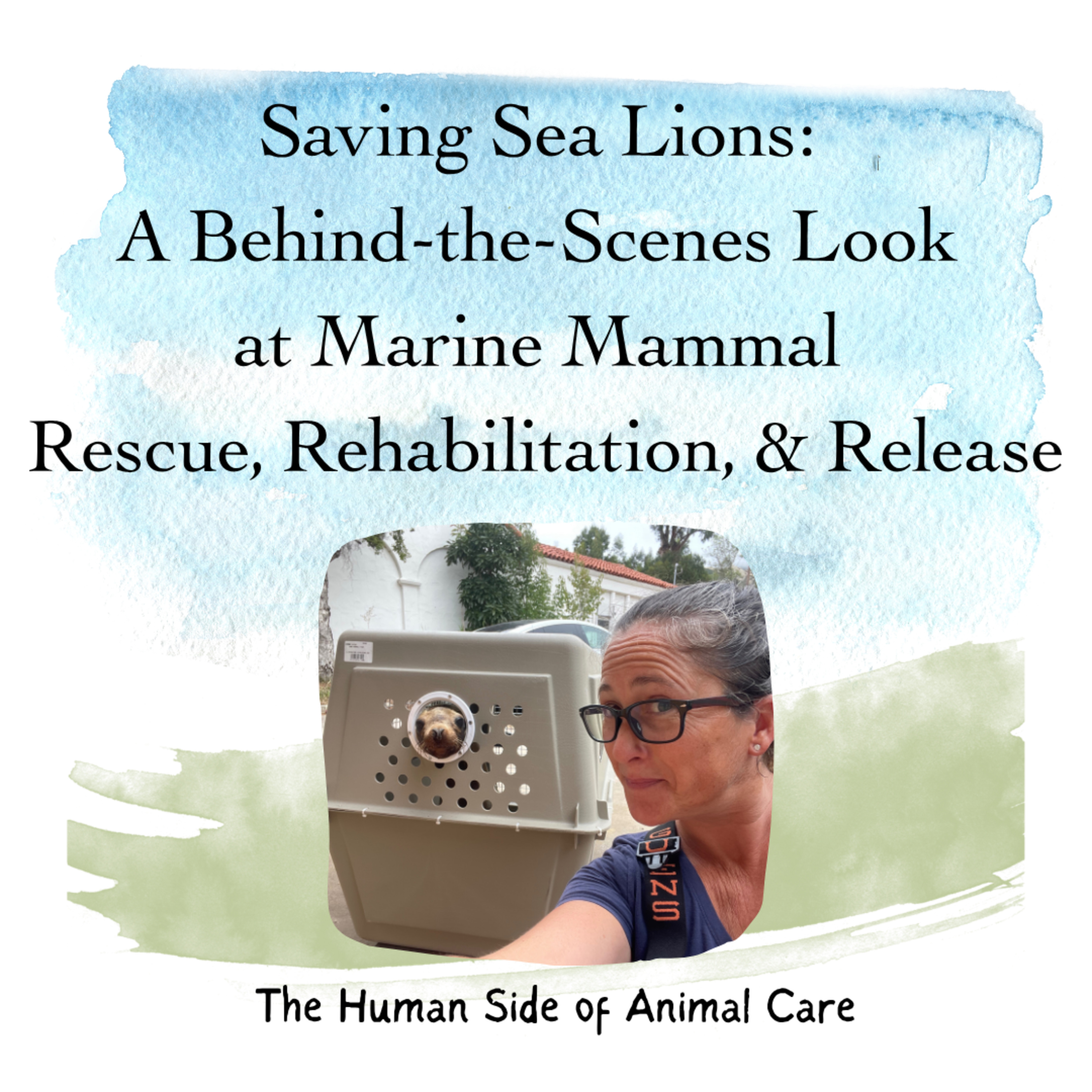 Saving Sea Lions: A Behind-the-Scenes Look at Marine Mammal Rescue, Rehabilitation, and Release
