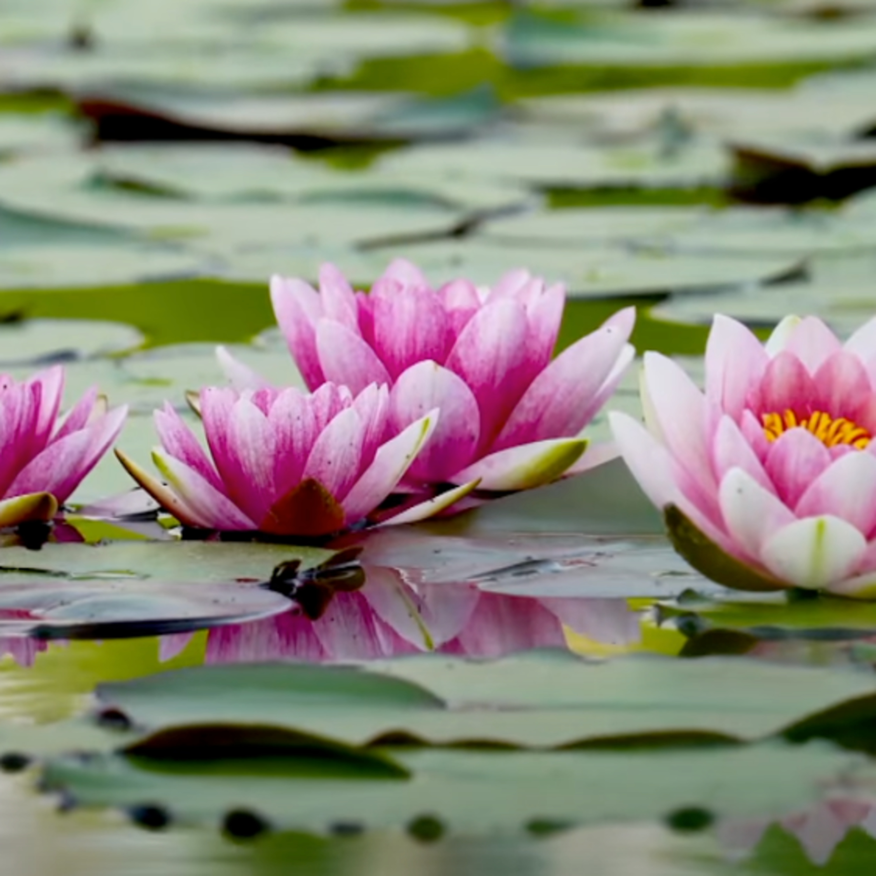 James Low - Dzogchen and Buddhist Teachings
