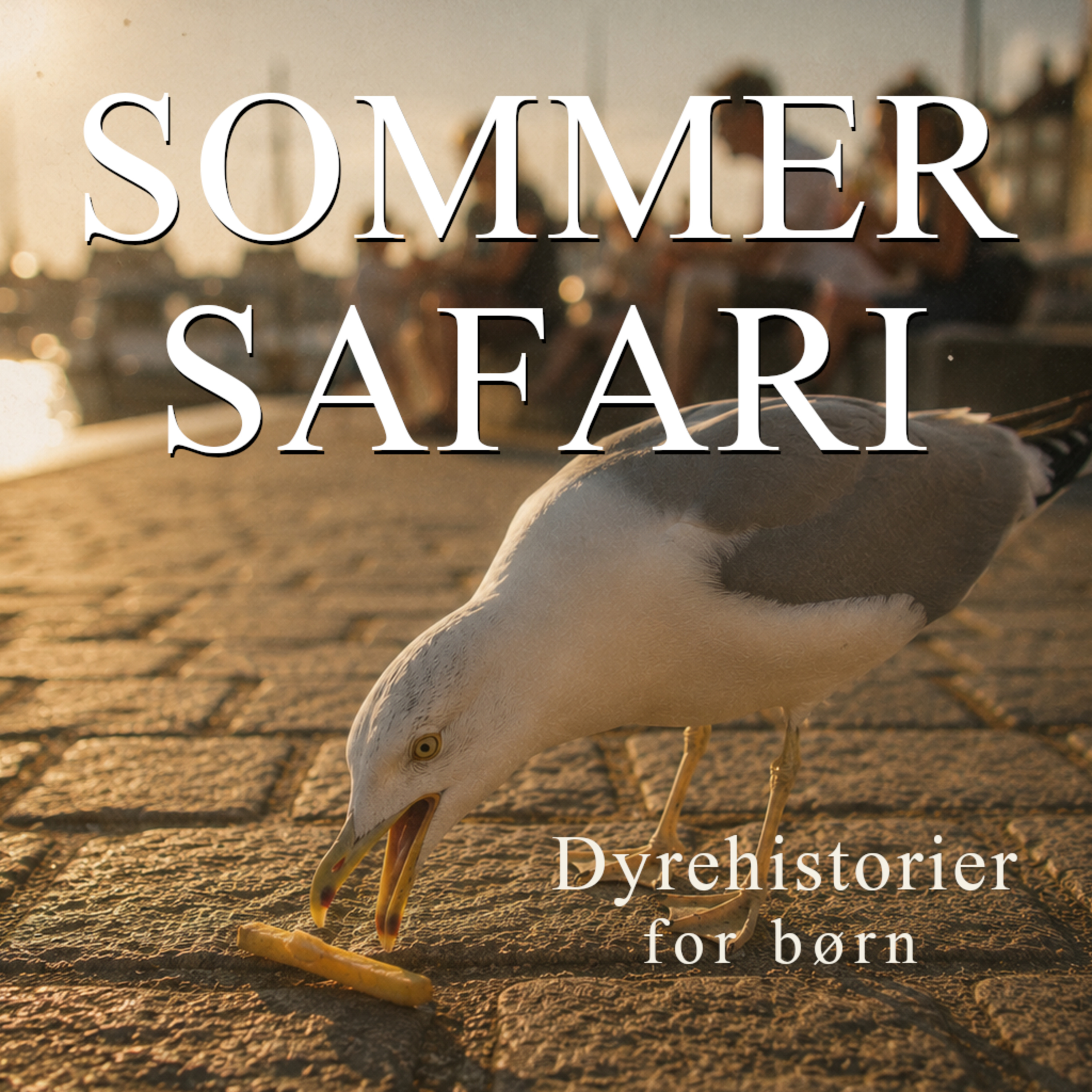 Sommer-safari: Sølvmåge