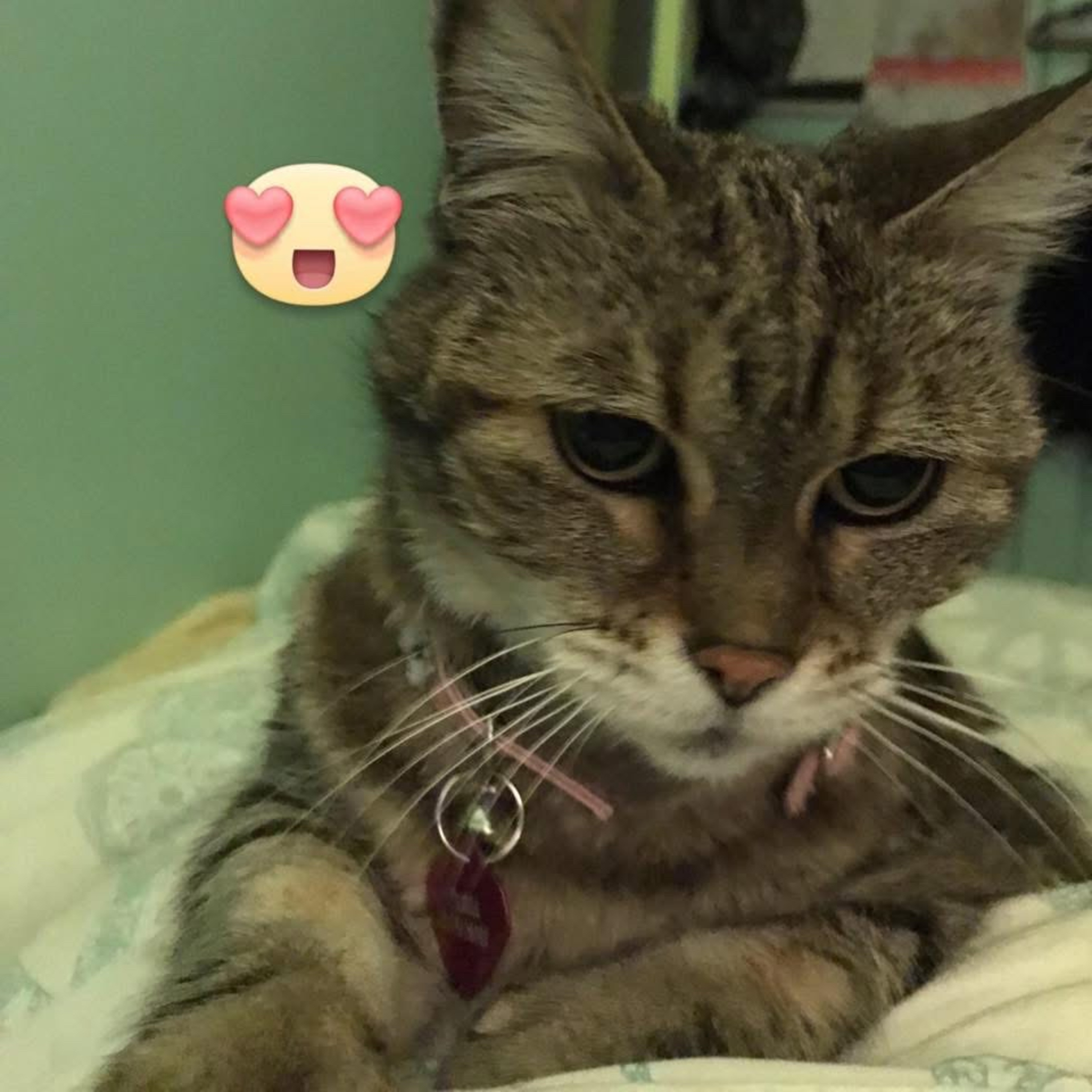 I love Cats and I love Boys my new song by TashaMonell today