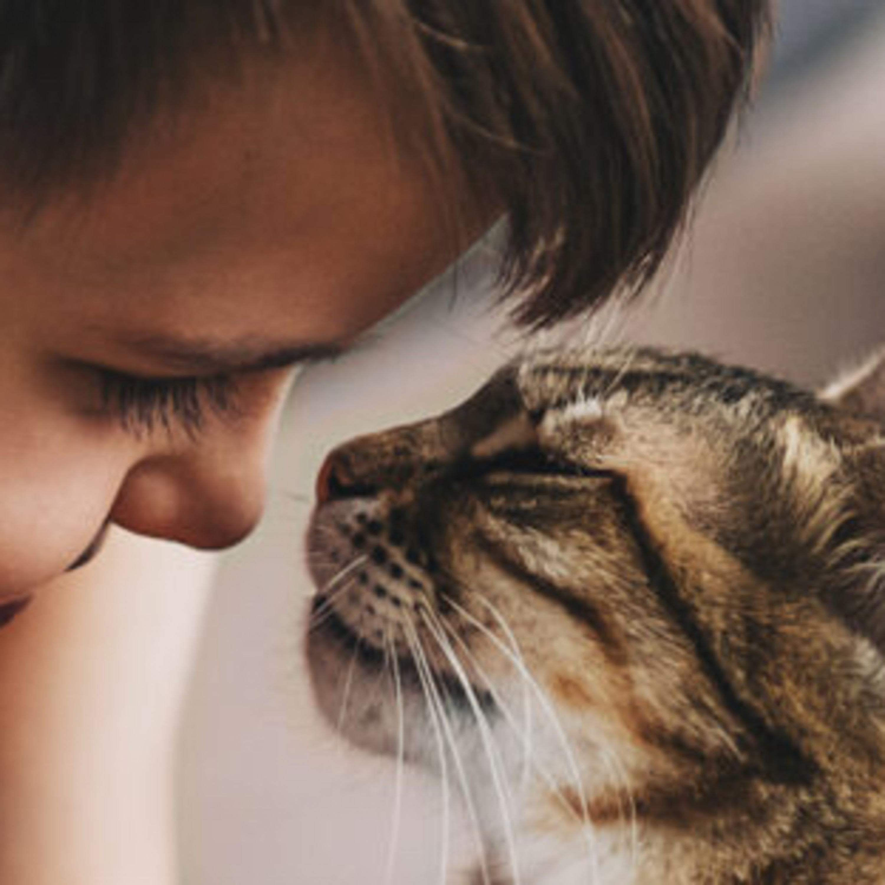 Cats Can Have a Profound Effect on Your Physical And Mental Health episode artwork