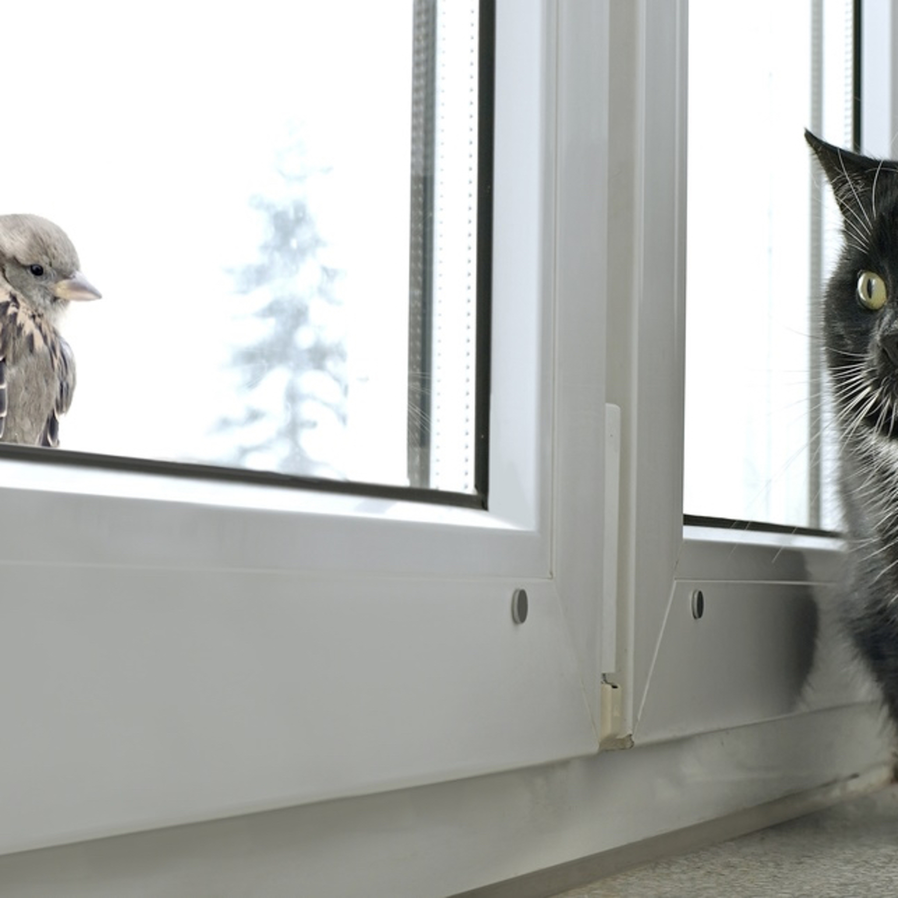 Your Cat's Obsession with Bird Watching: A Glimpse into the Feline Instinct episode artwork