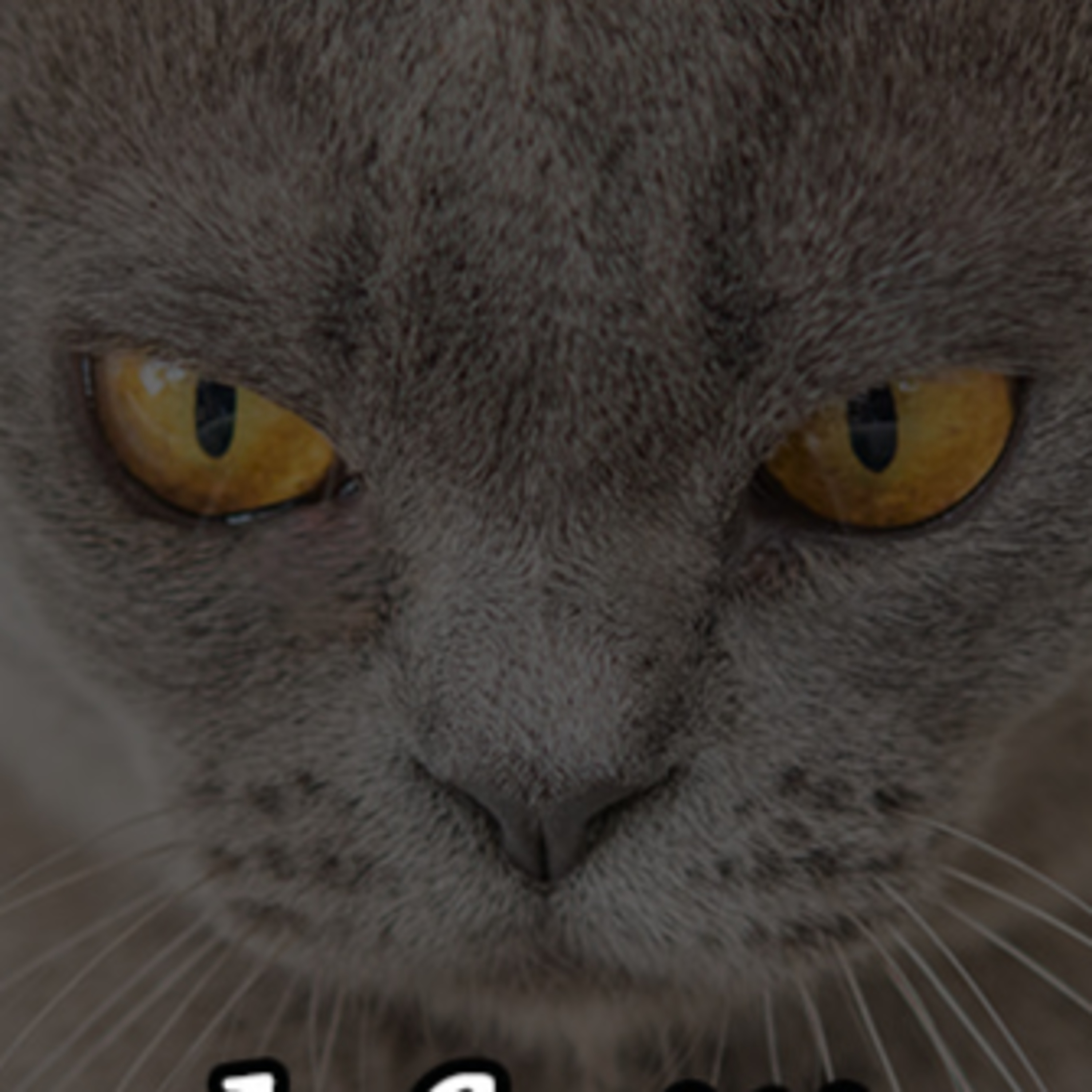 The PayPig Chronicles: Conversations on Financial Domination