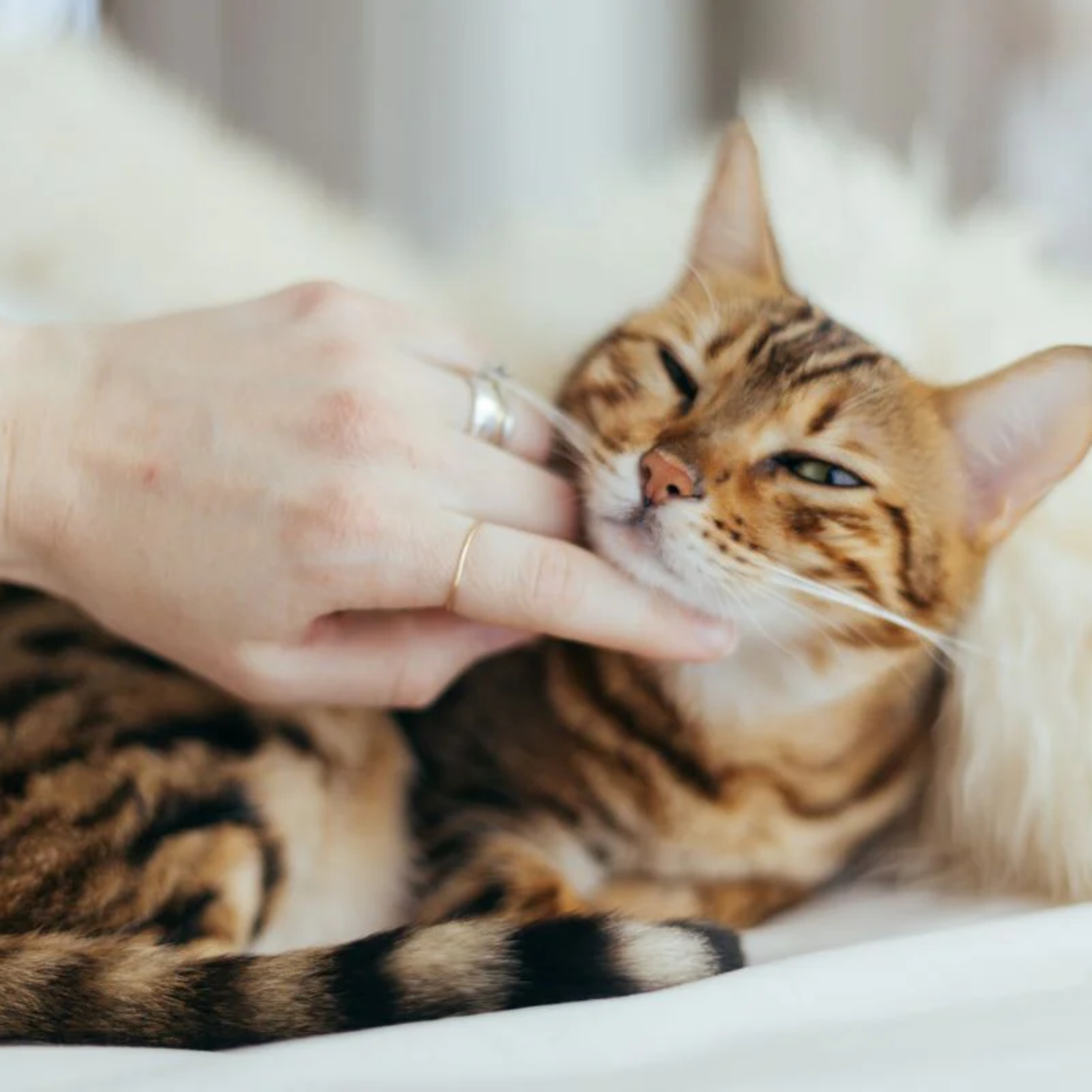 7 Top Reasons Why Cats Make Great Pets episode artwork
