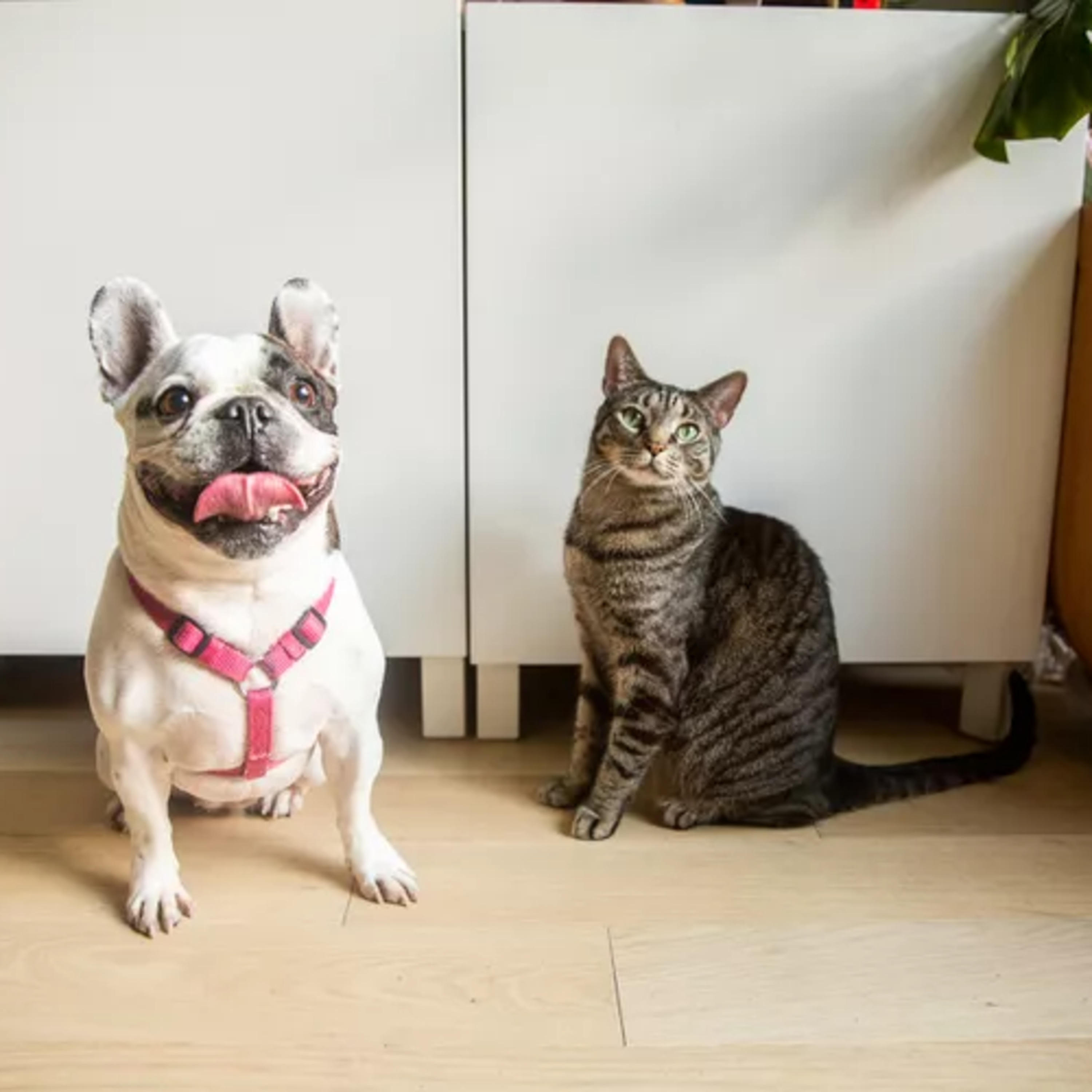 11 Reasons Why Cats Make Better Pets Than Dogs episode artwork
