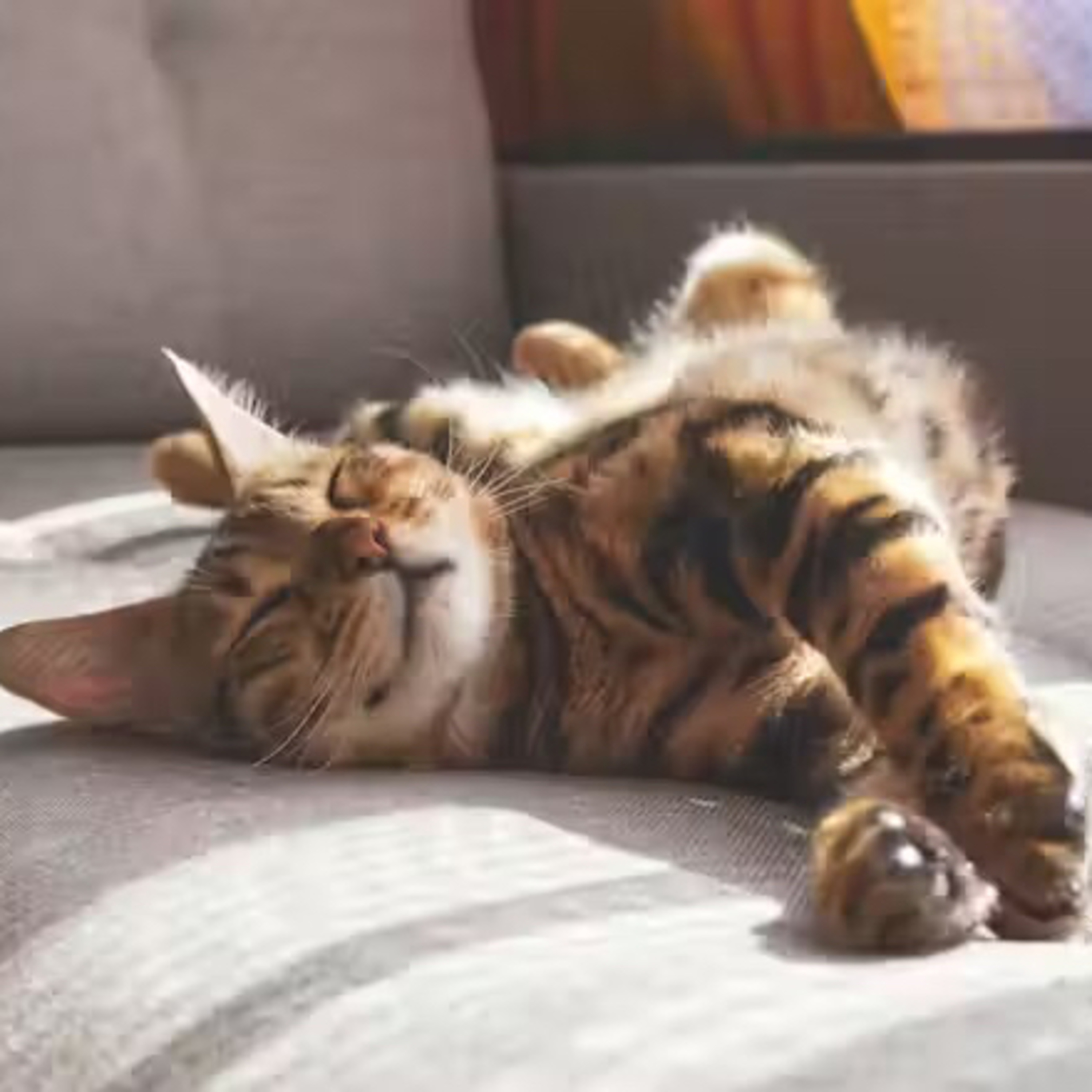 How can I keep my cat happy? 5 tips from a vet to help your feline friend live their best life episode artwork