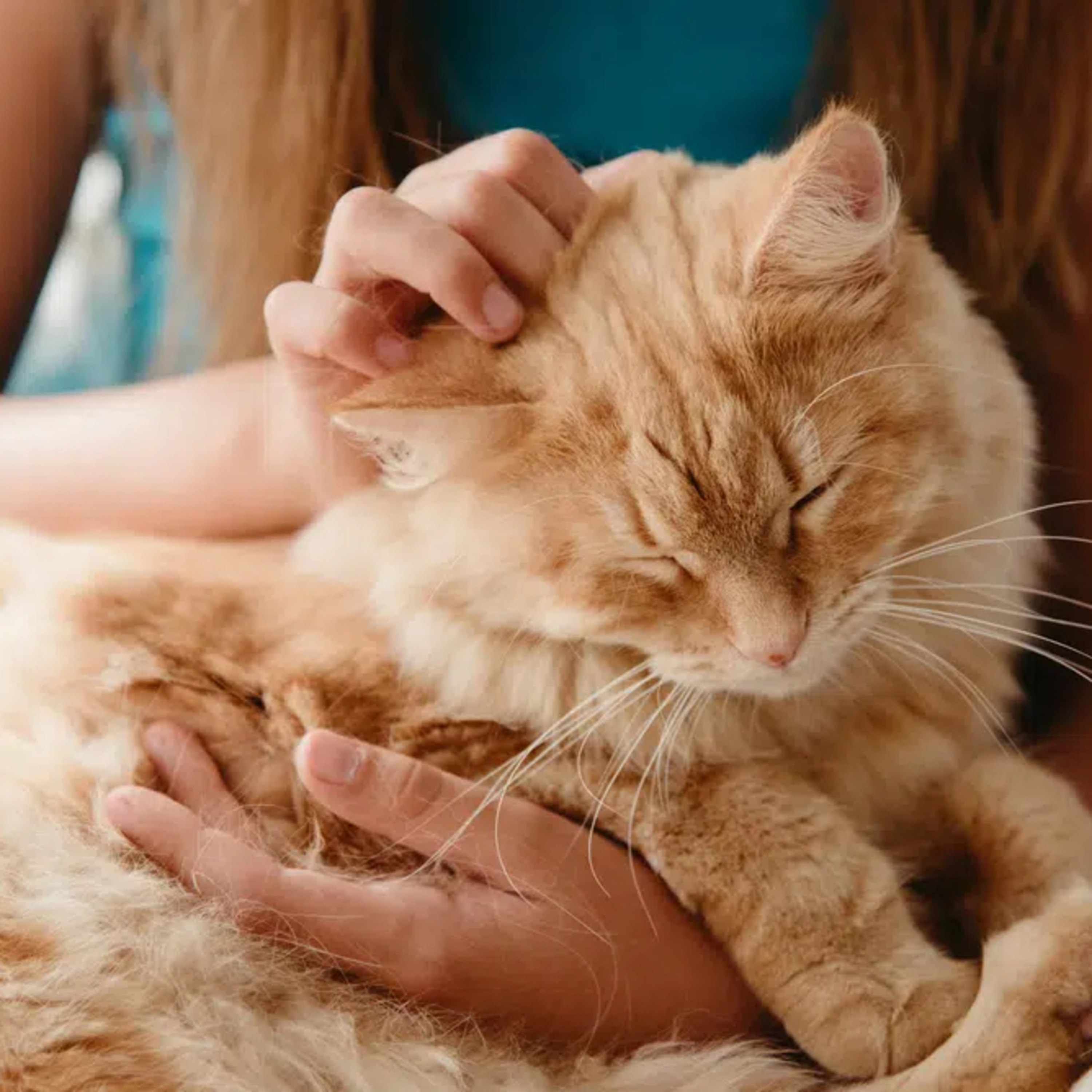 Why Do People Like Cats? 15 Interesting Reasons episode artwork