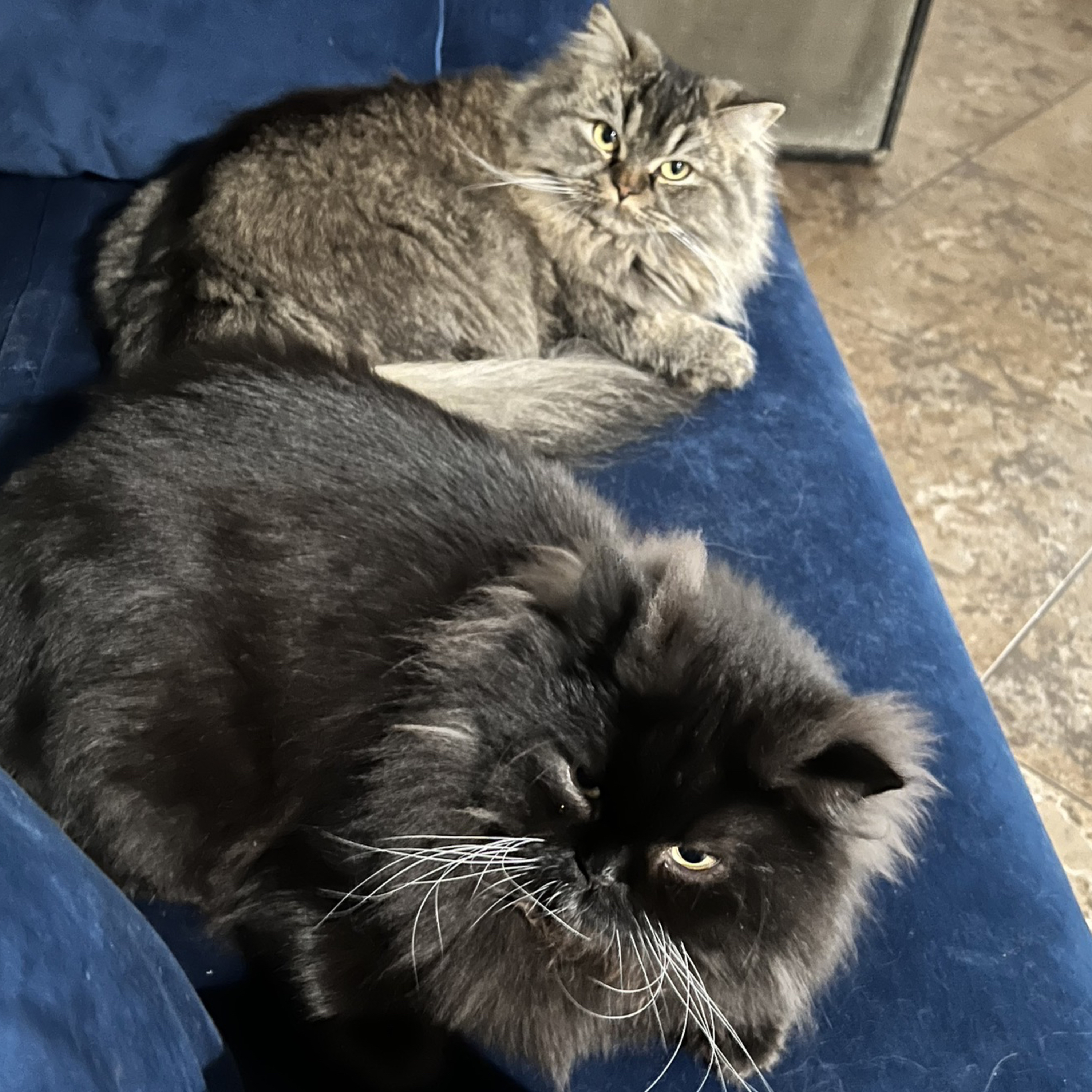 Why cats loves spending their owners  episode artwork