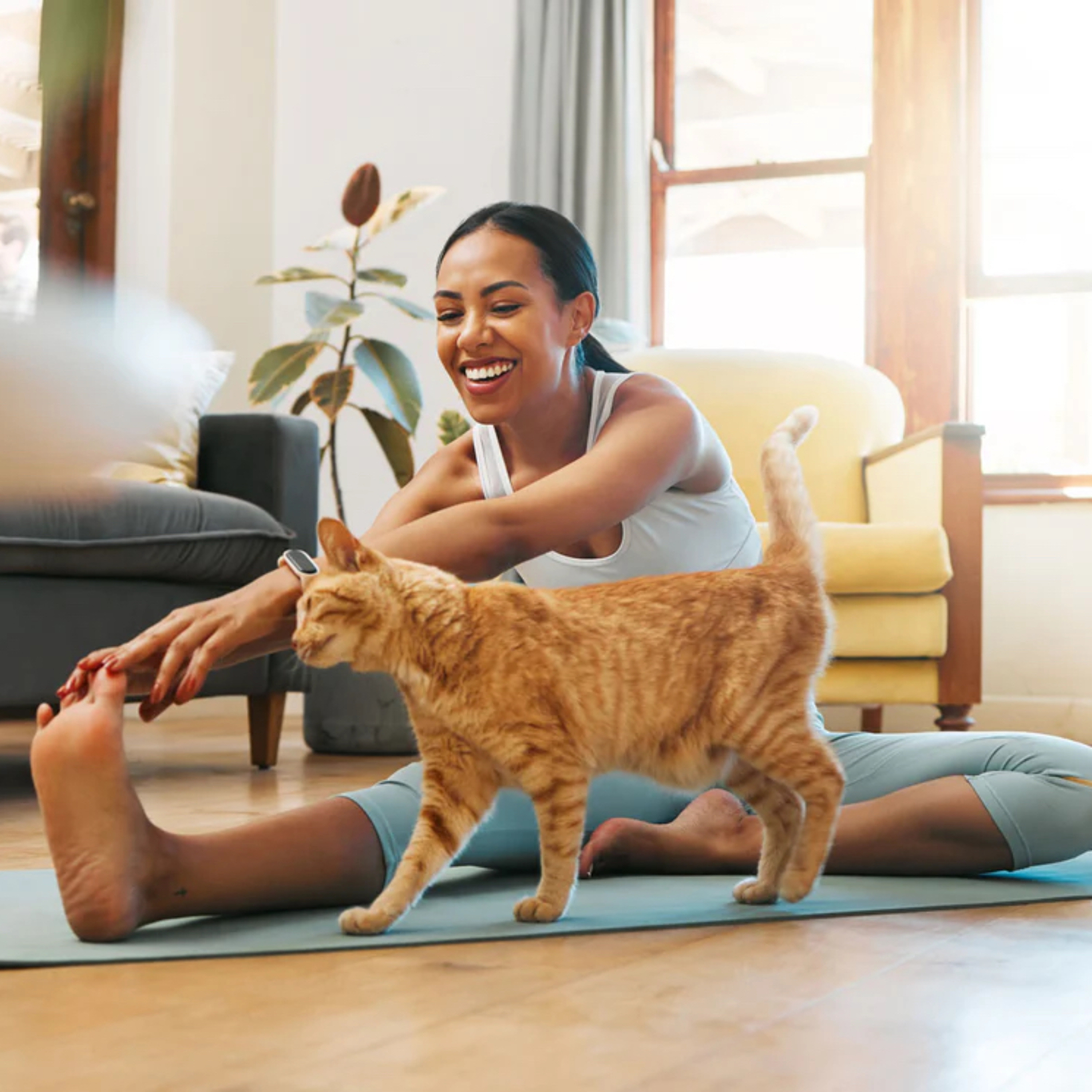 Do cats love their owners? These 5 studies say "yes!" episode artwork