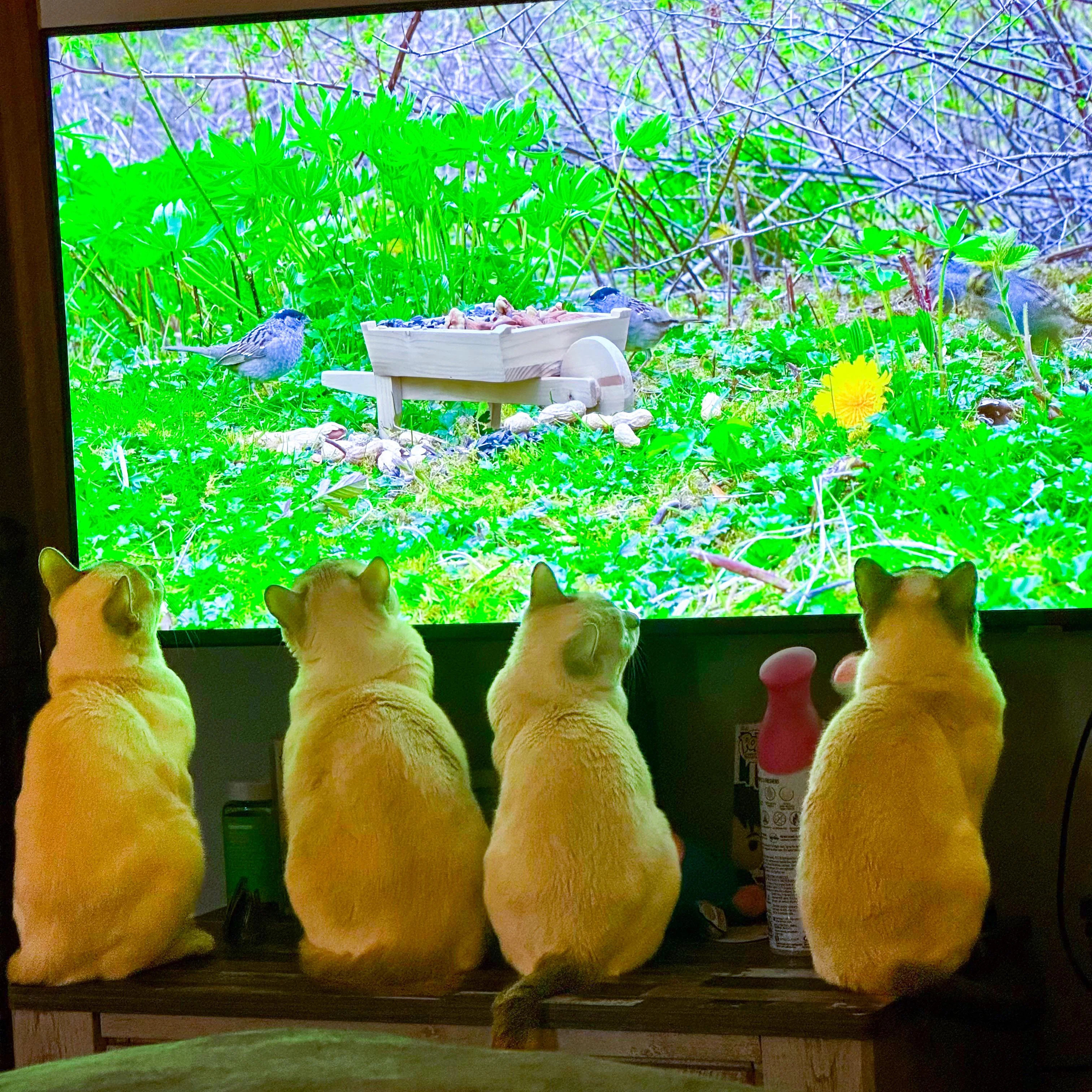 Yes, many cats like watching mice on TV episode artwork