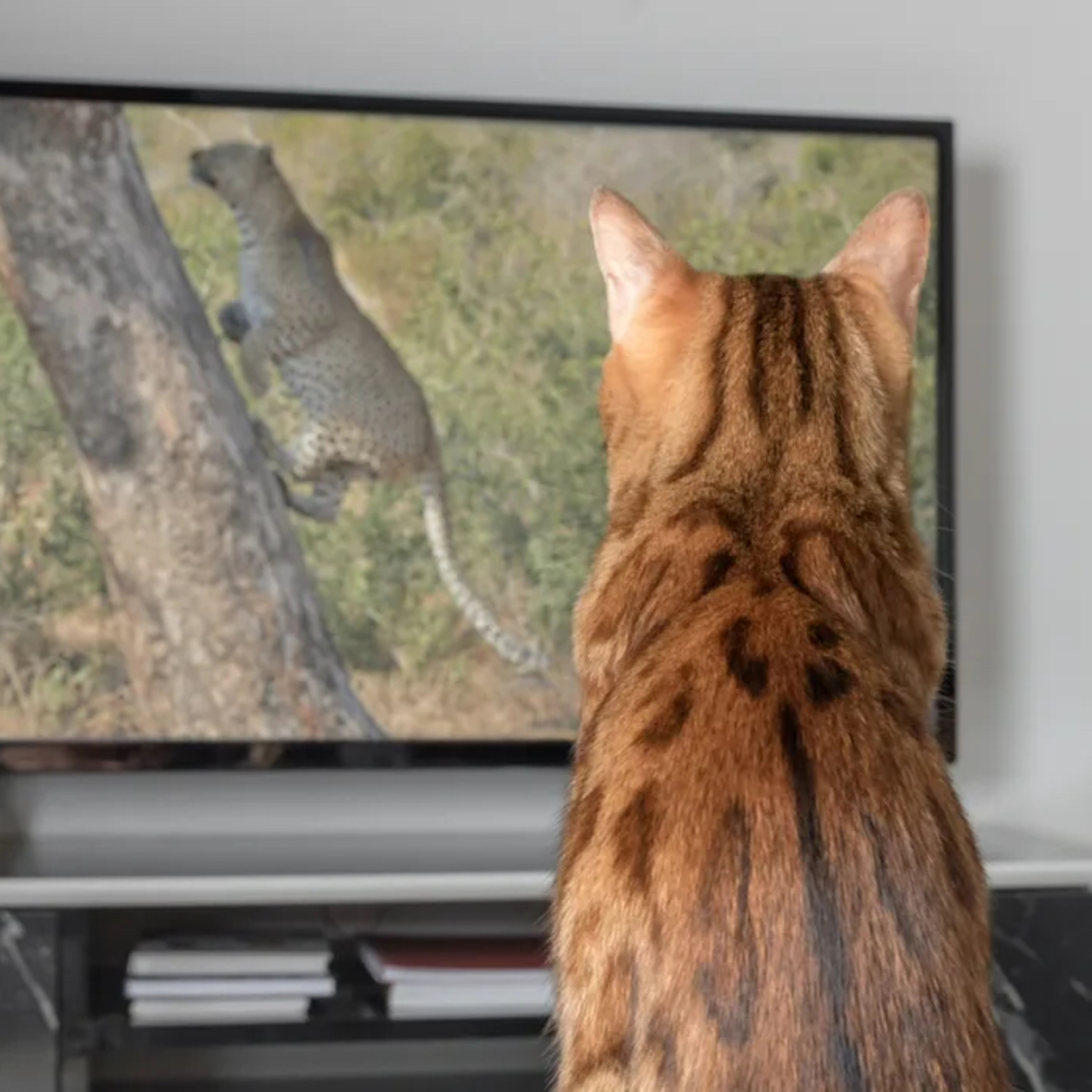 Why does my cat watch TV? An expert reveals the answer and whether it’s a healthy form of play episode artwork