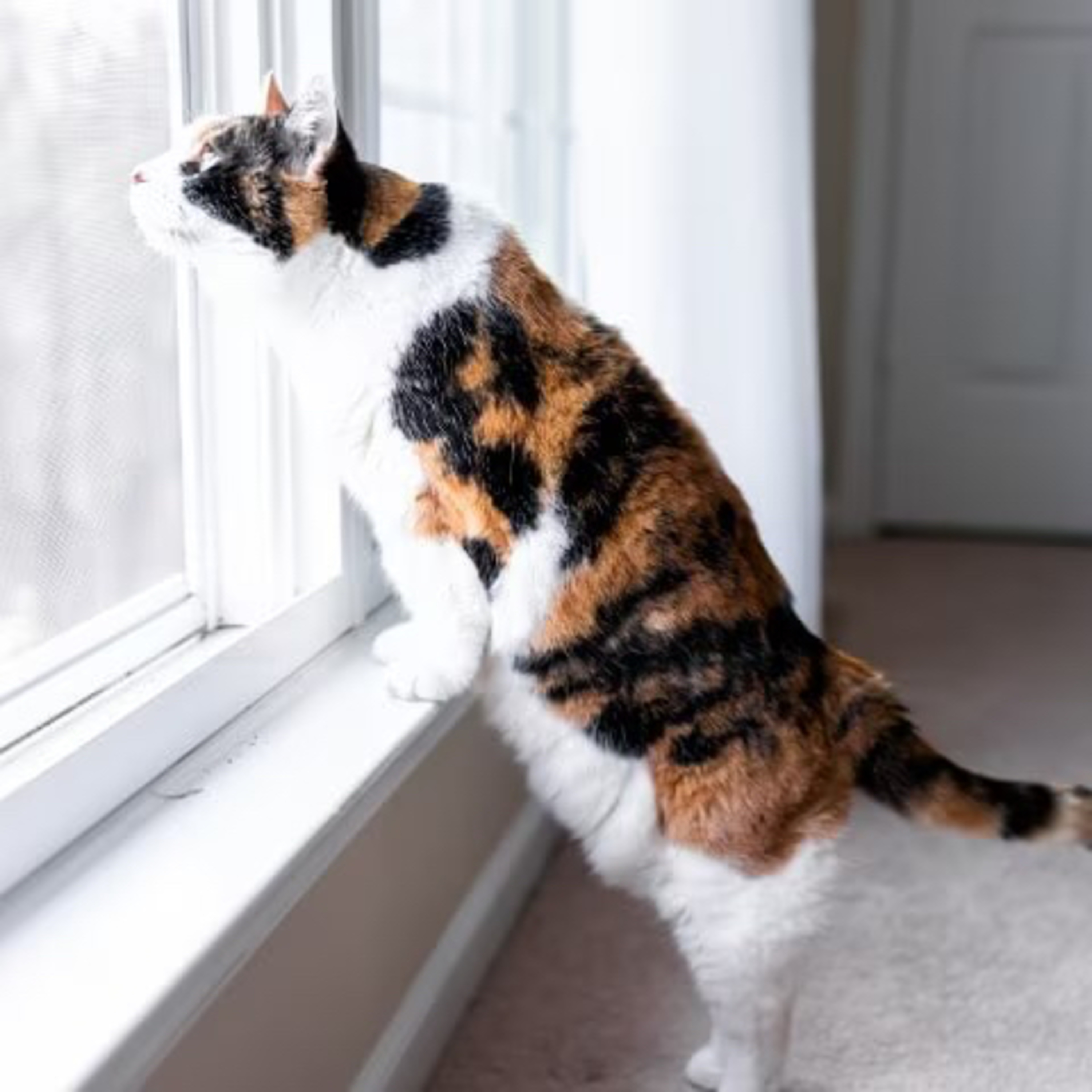 10 Reasons Cats Love Windows episode artwork