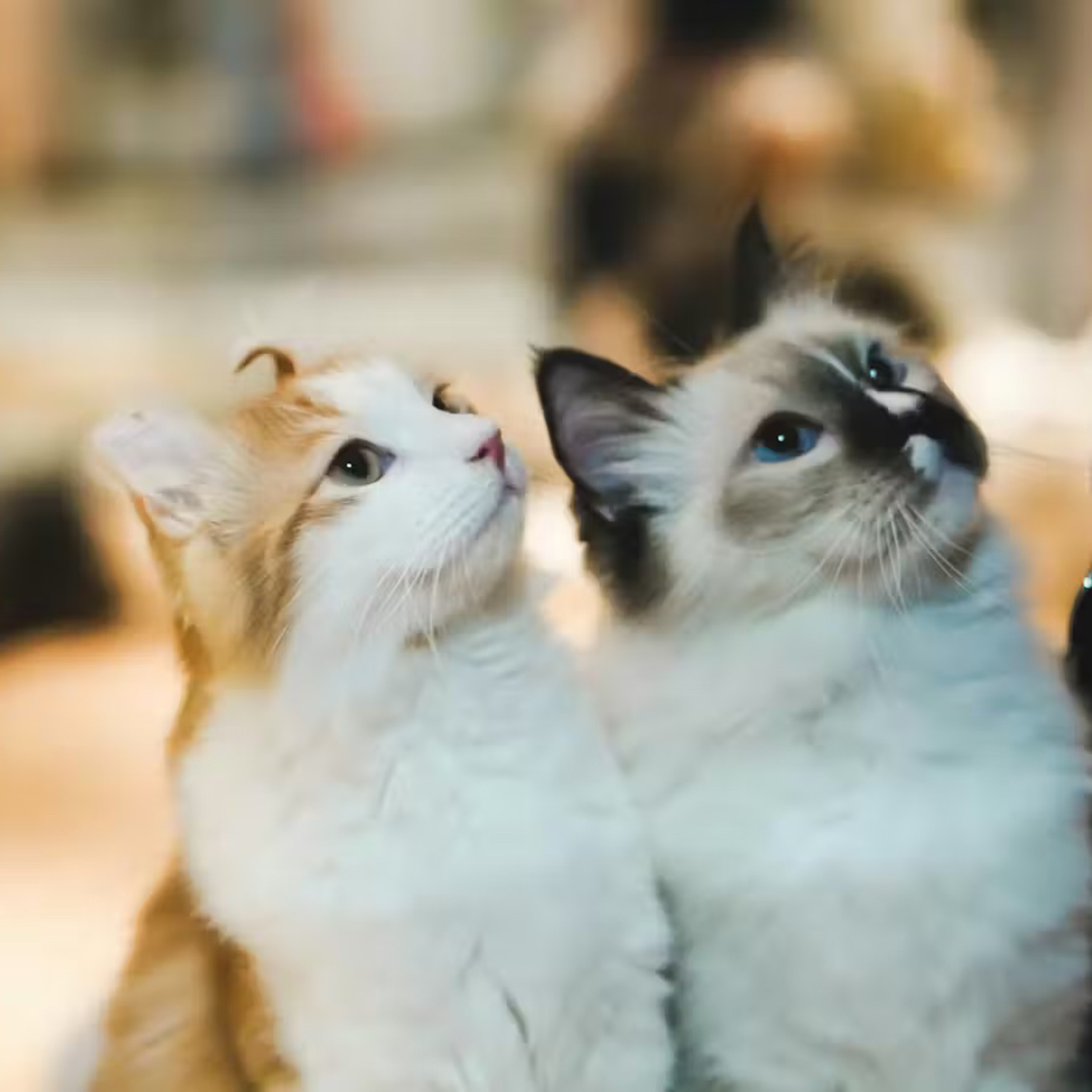 Do cats have ‘friends’, or do they always vie for territory? episode artwork