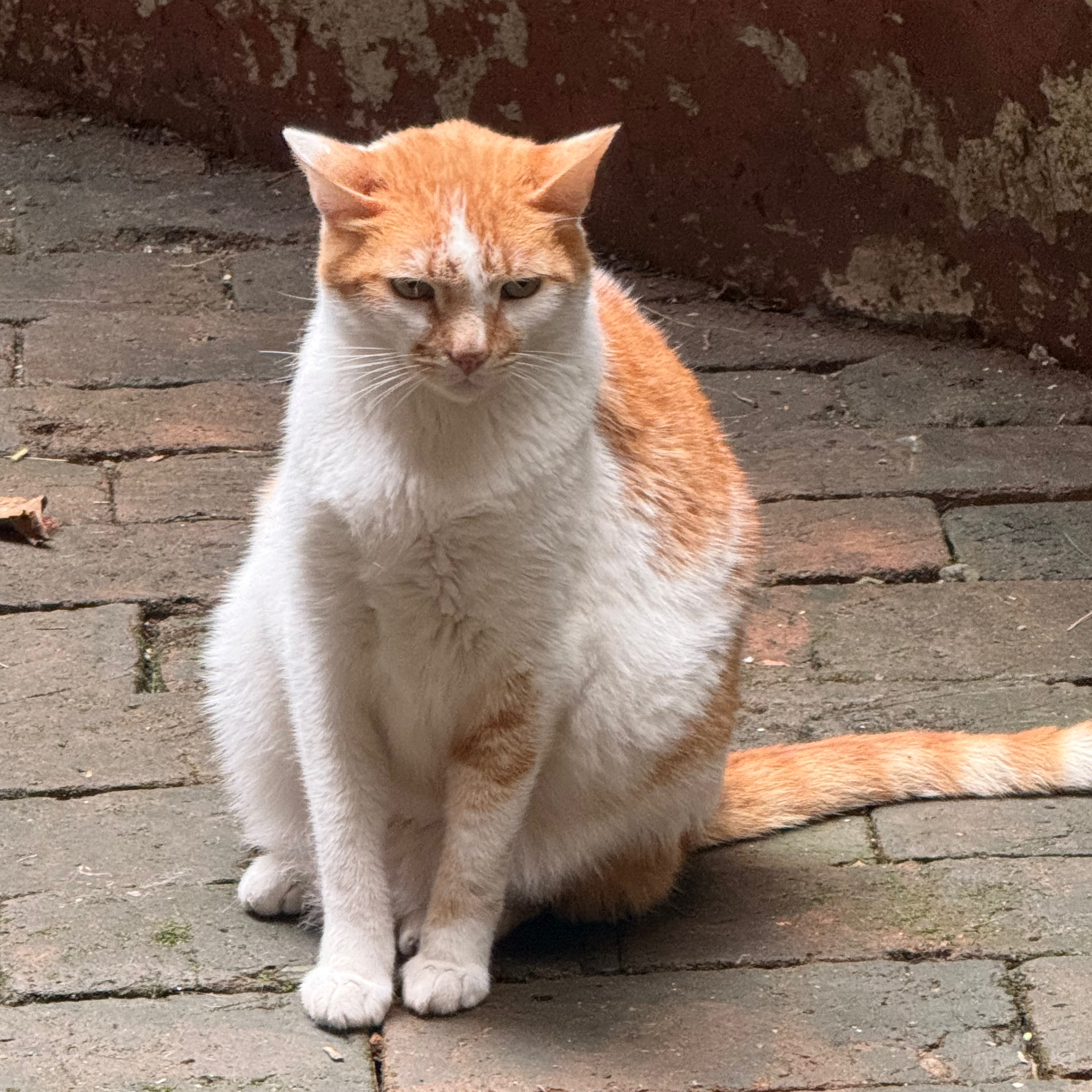 Cats Can Have a Profound Effect on Your Physical And Mental Health episode artwork