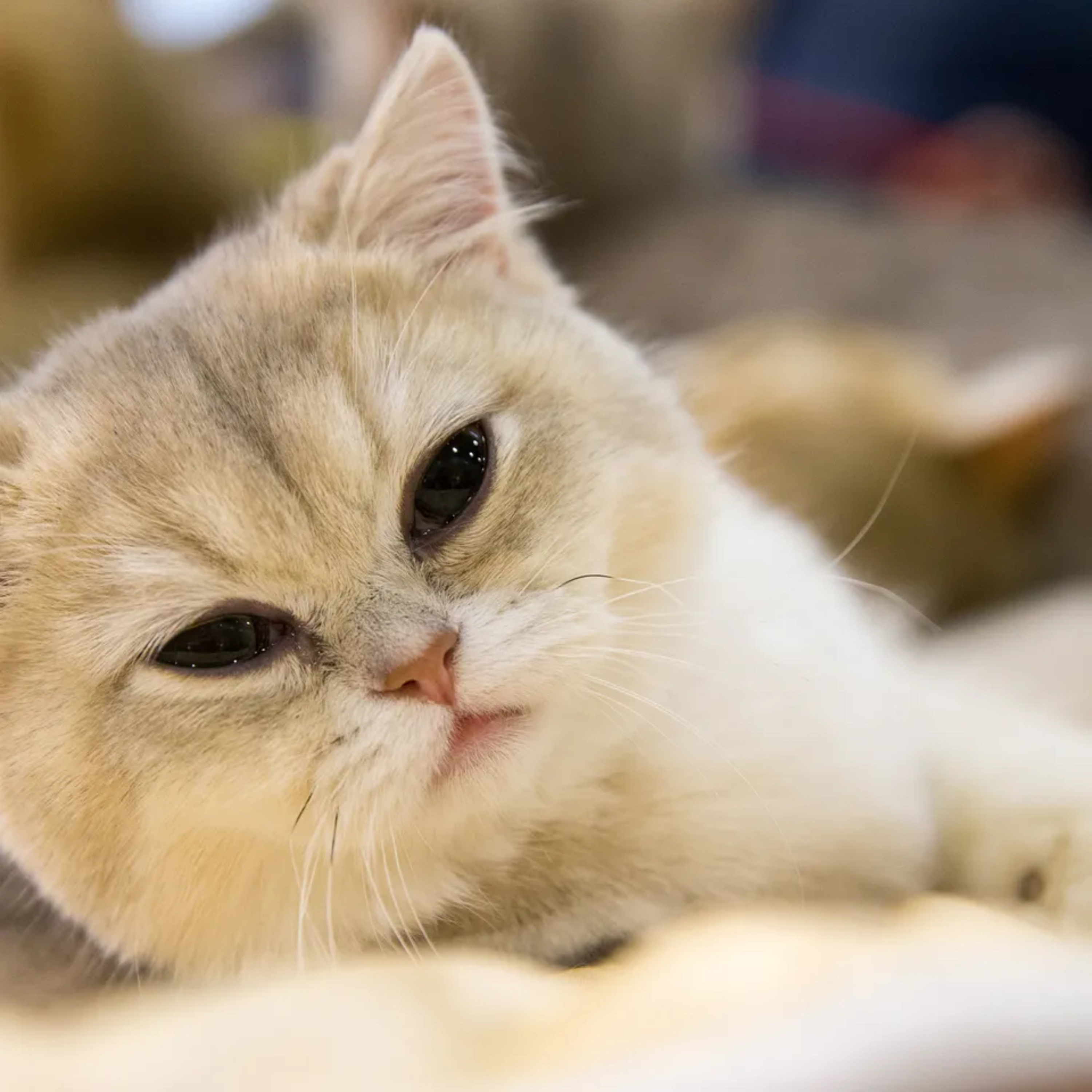 Most People Would Rather Spend Time With Their Cat Than Their Partner episode artwork