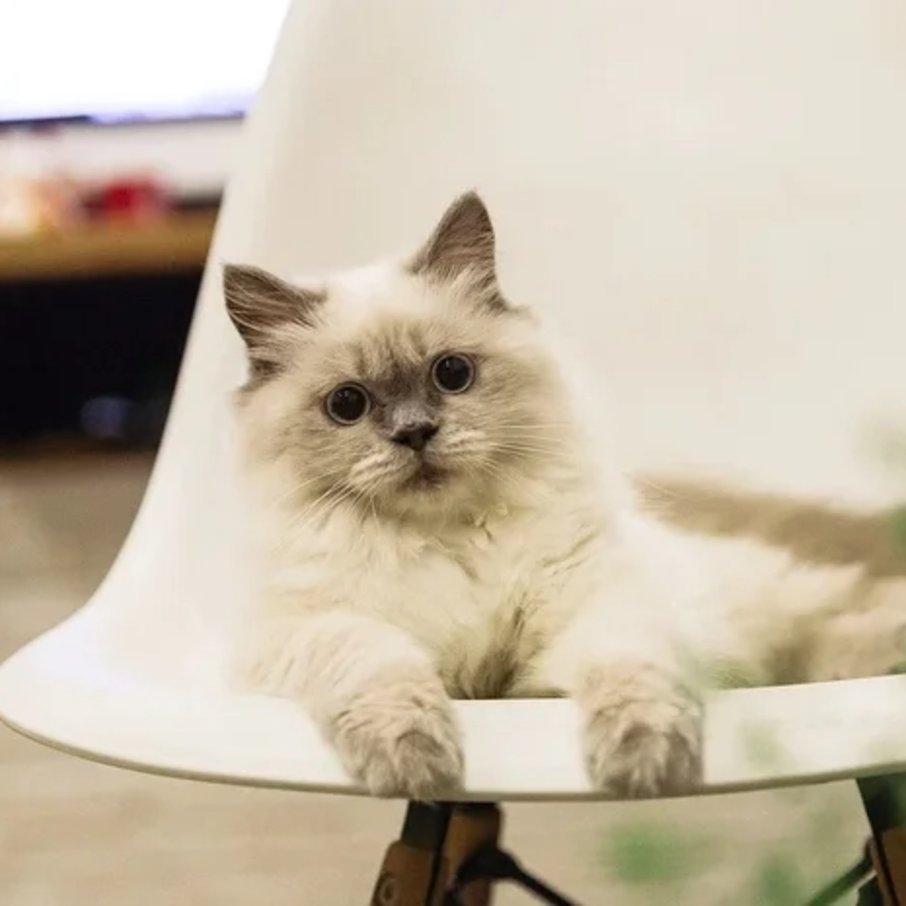 10 Reasons Why Cats Make Great Pets episode artwork